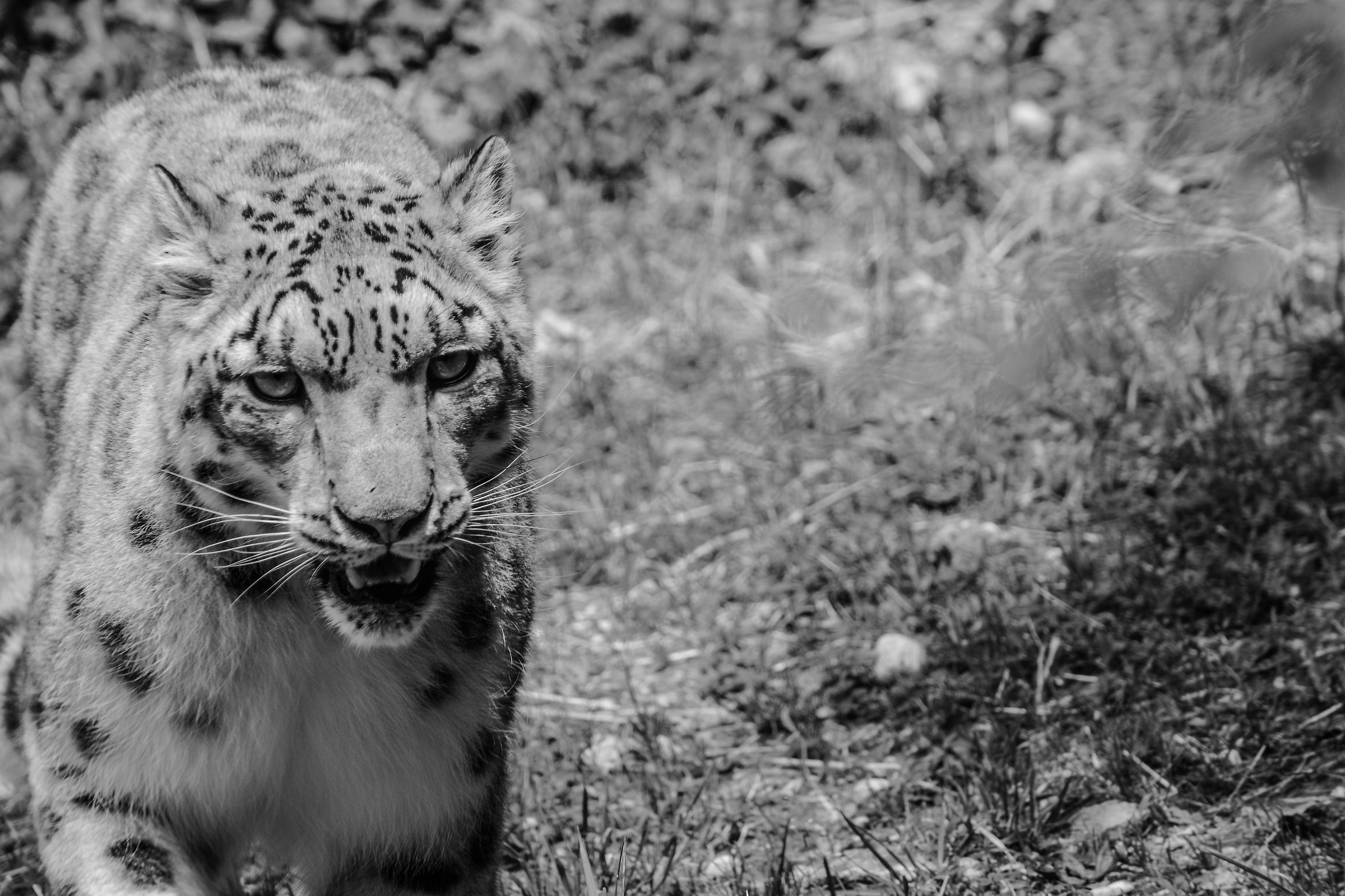 The elegance of cheetah