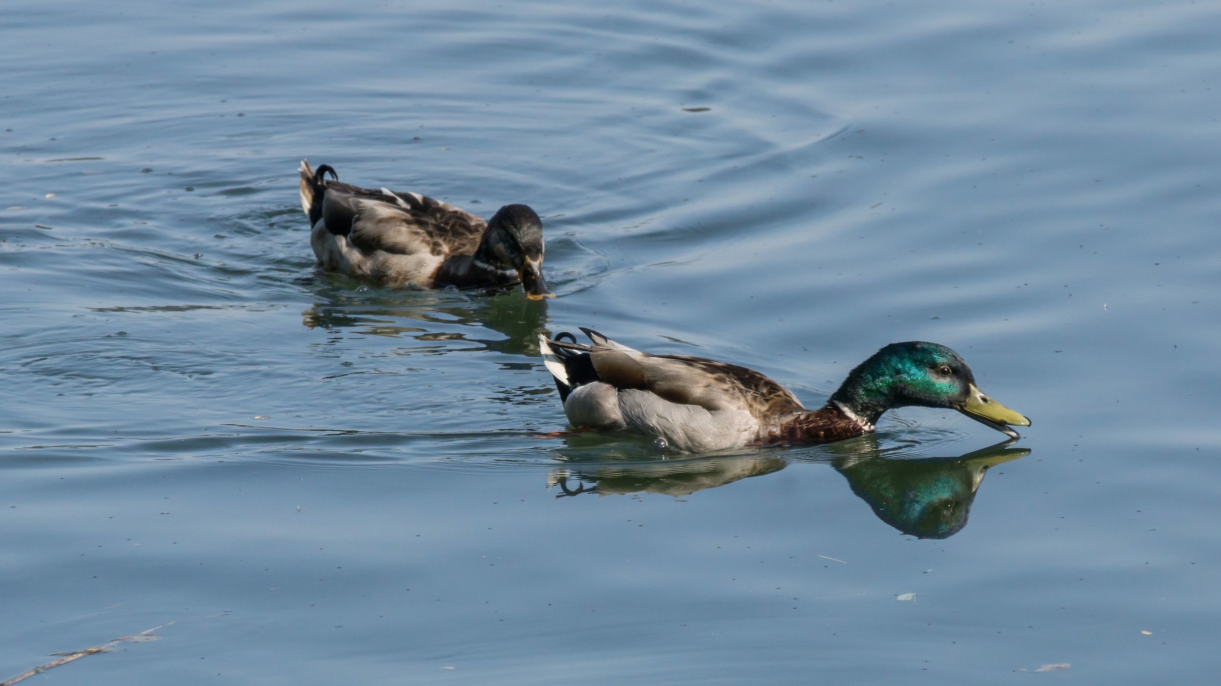 Due maschi di germano reale - 2