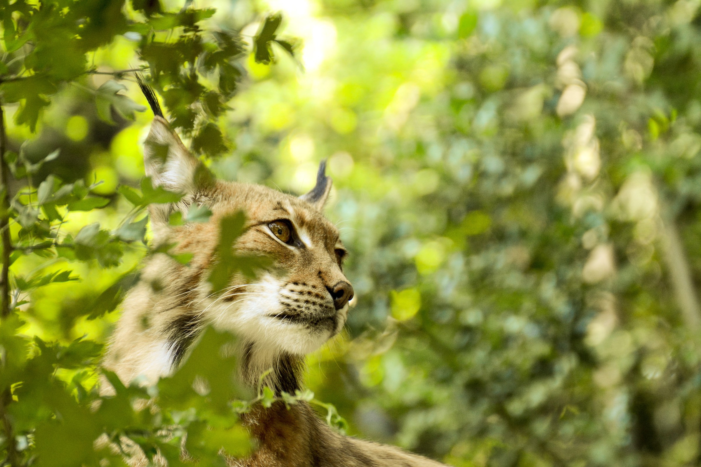 The queen of the park