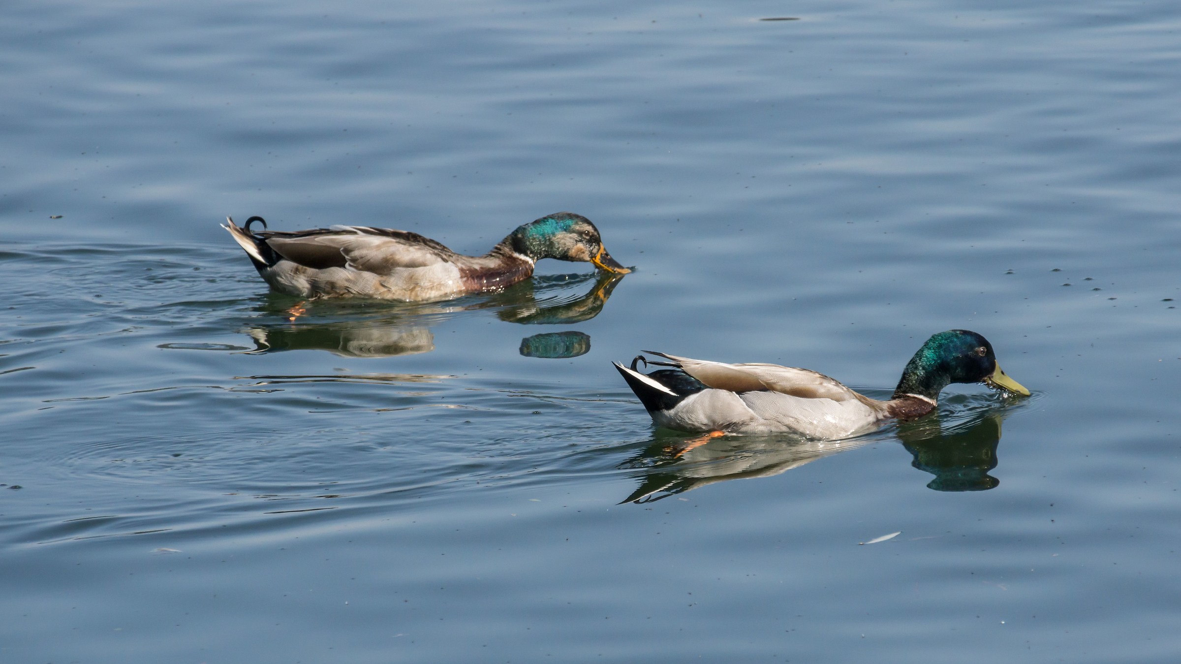 Two Males of Real Mallard - 4