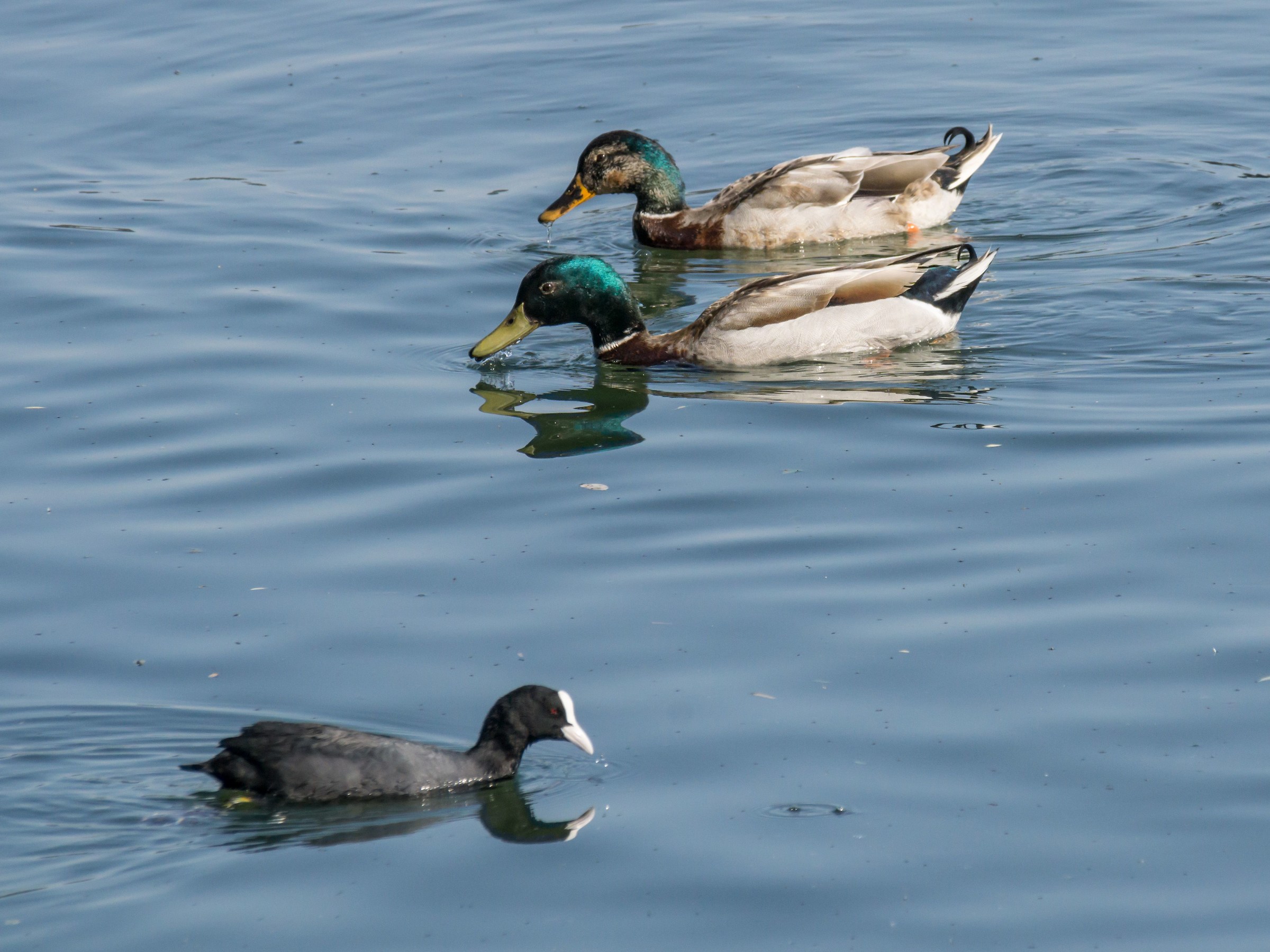 Two Germans and a Spacer - 1