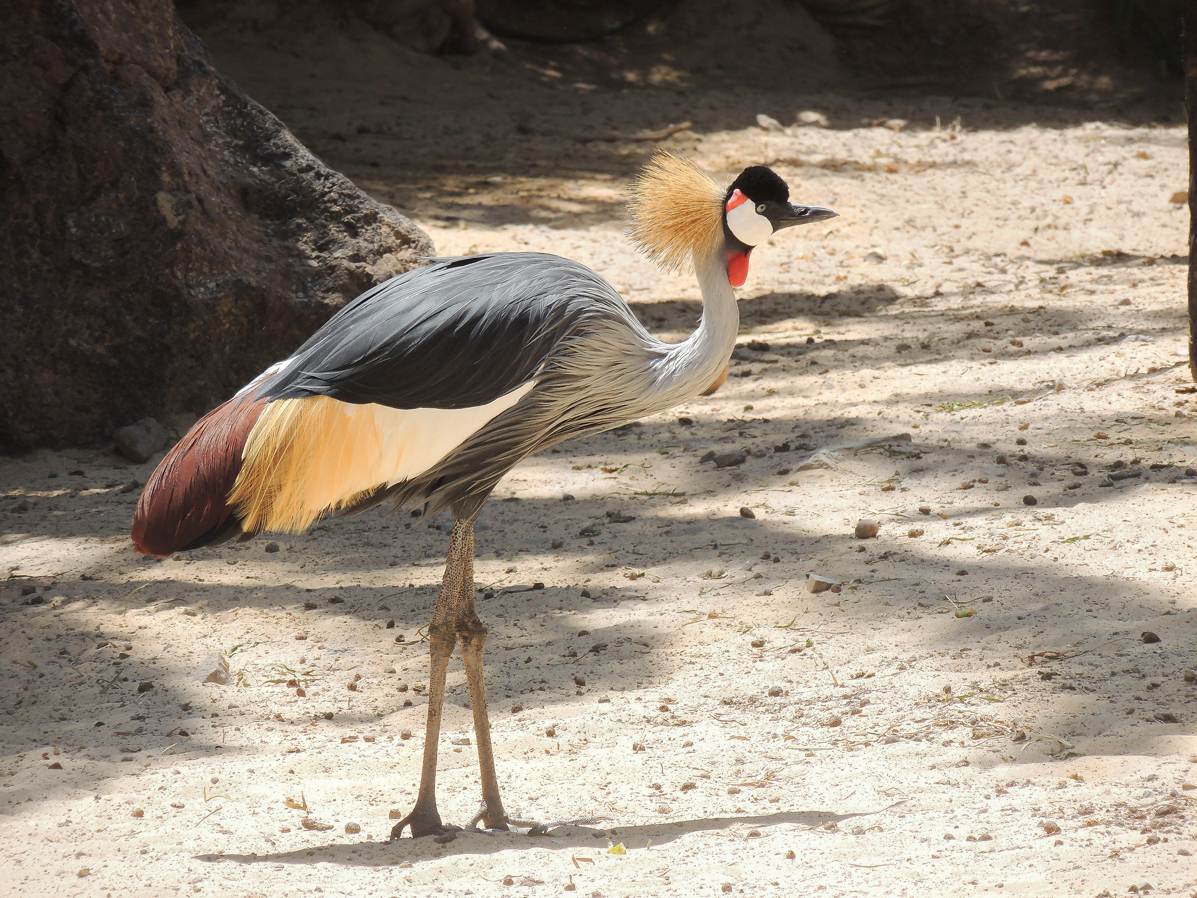 Giardino botanico (Gru coronata grigia)