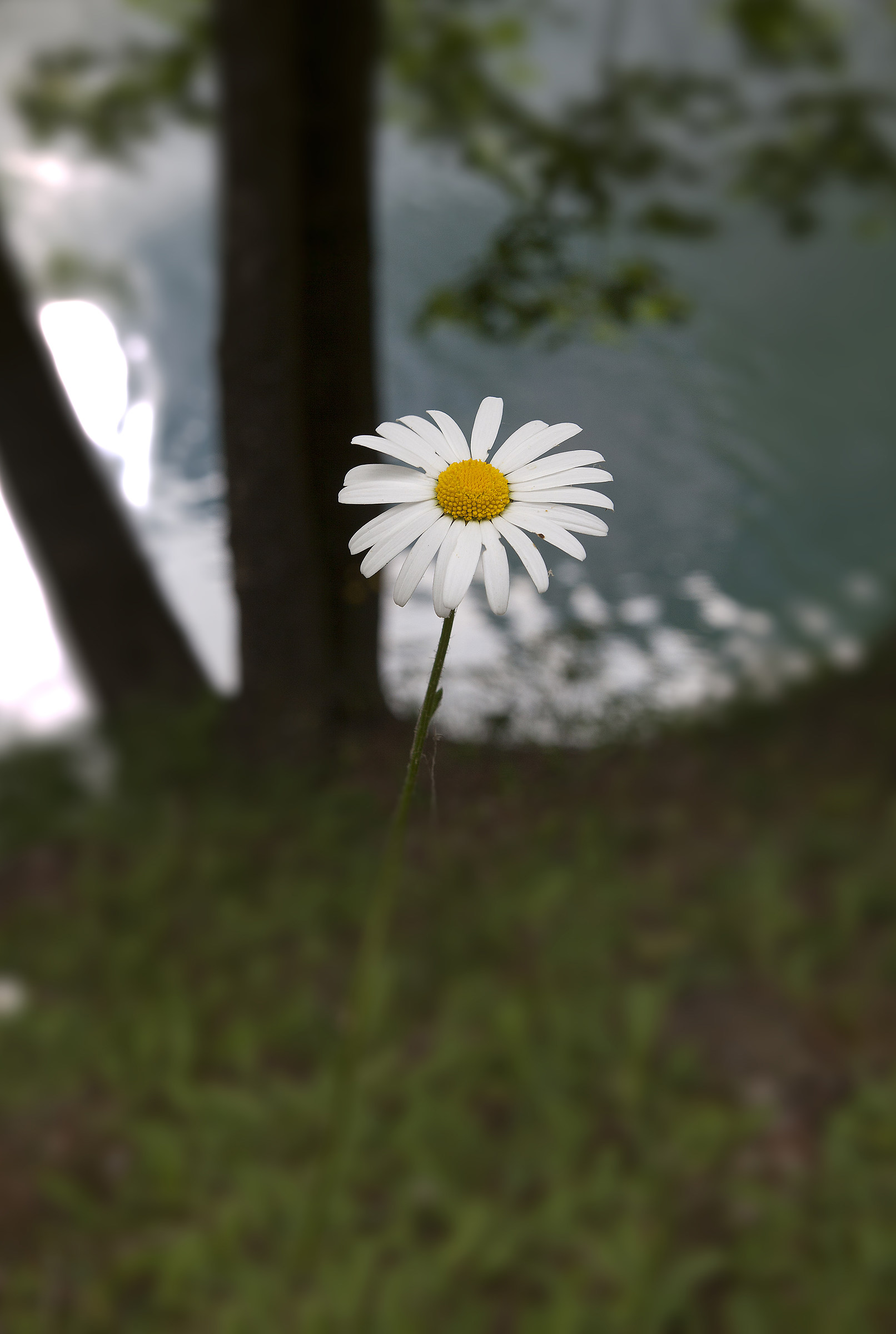 Un'umile margherita in natura