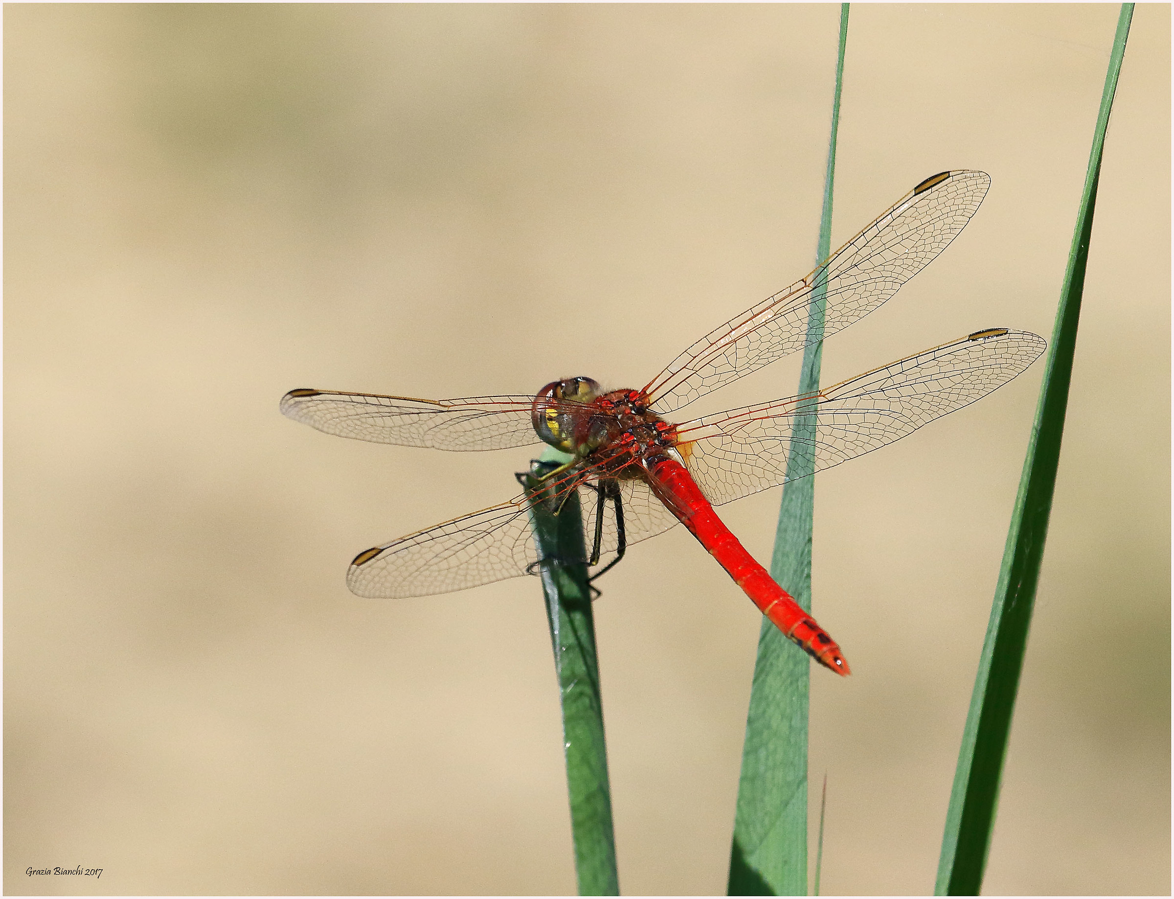 Libellula