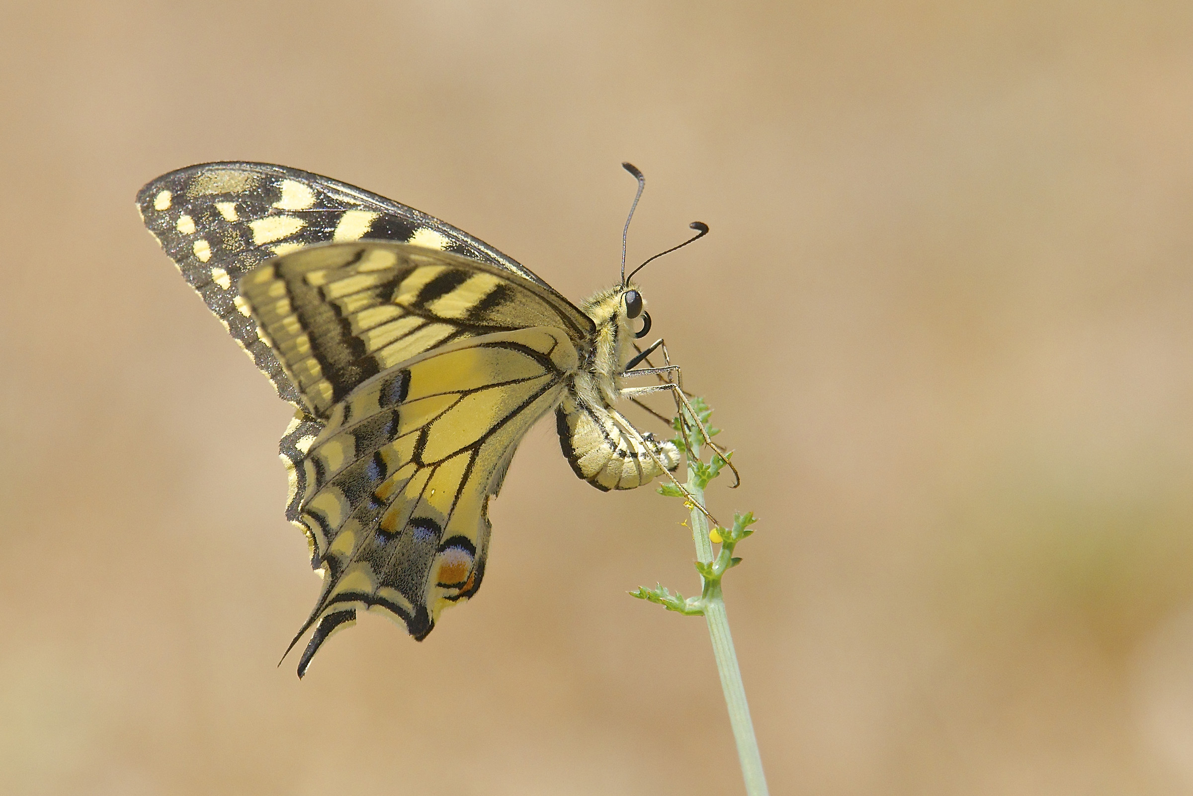 Macaone in deposizione