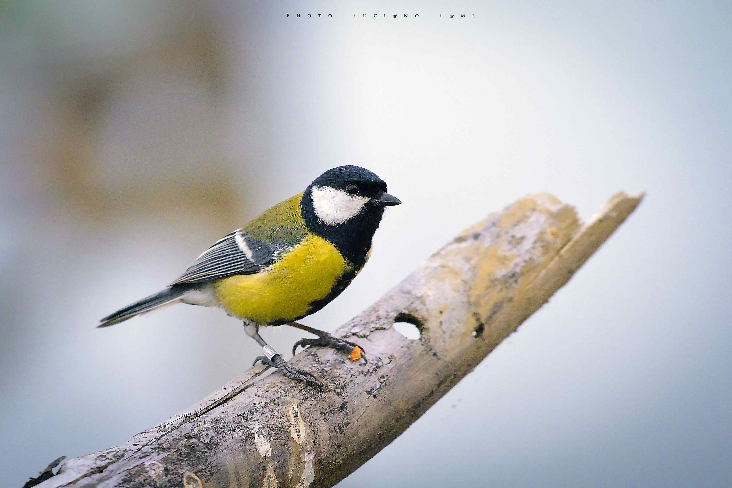 Great Tit
