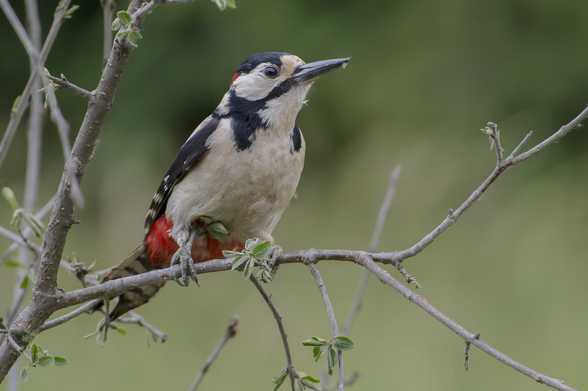 Male red woodpecker