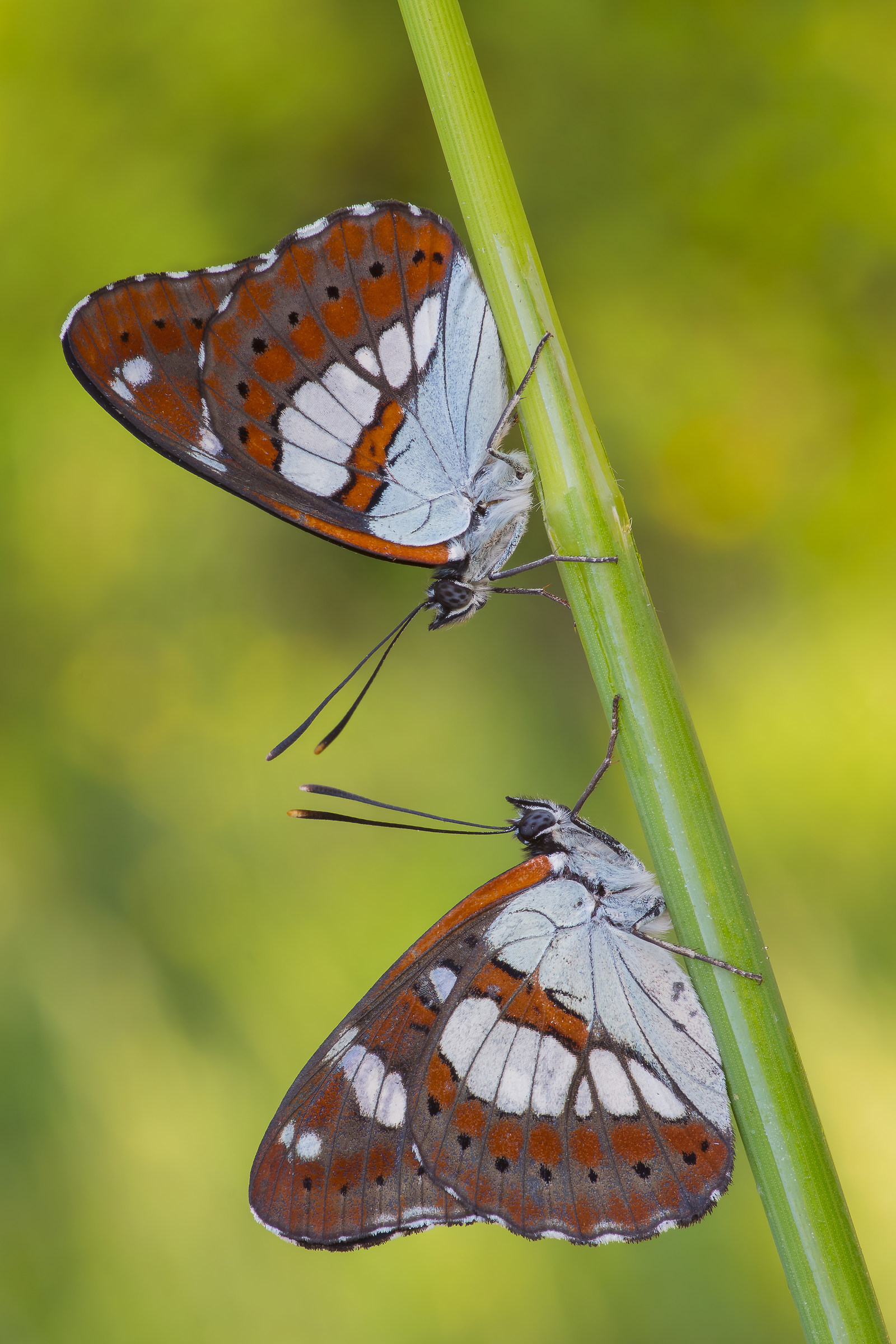 Pair of Limenitis Reduced