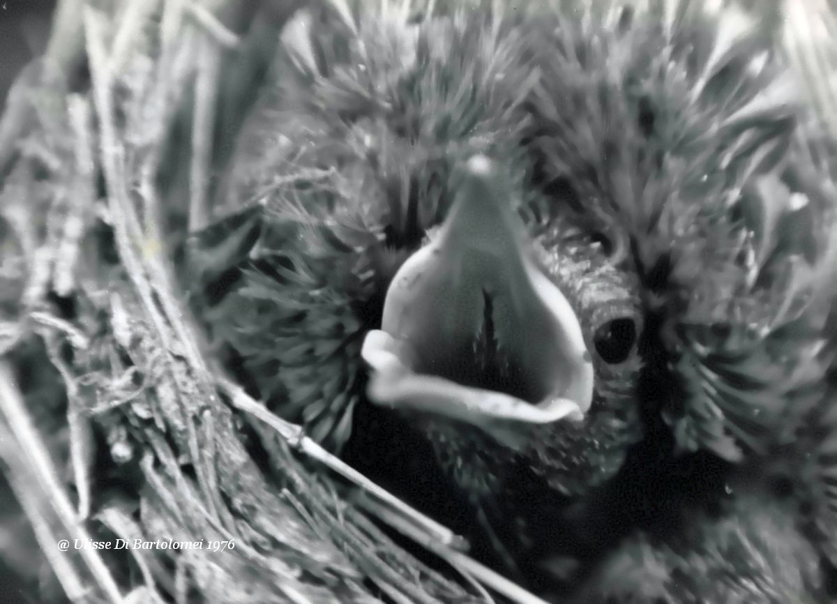 Nel nido all'imbrunire