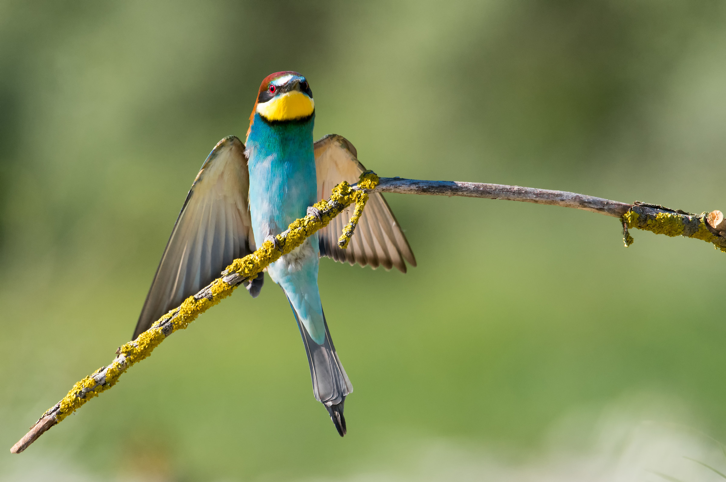 Bee eater