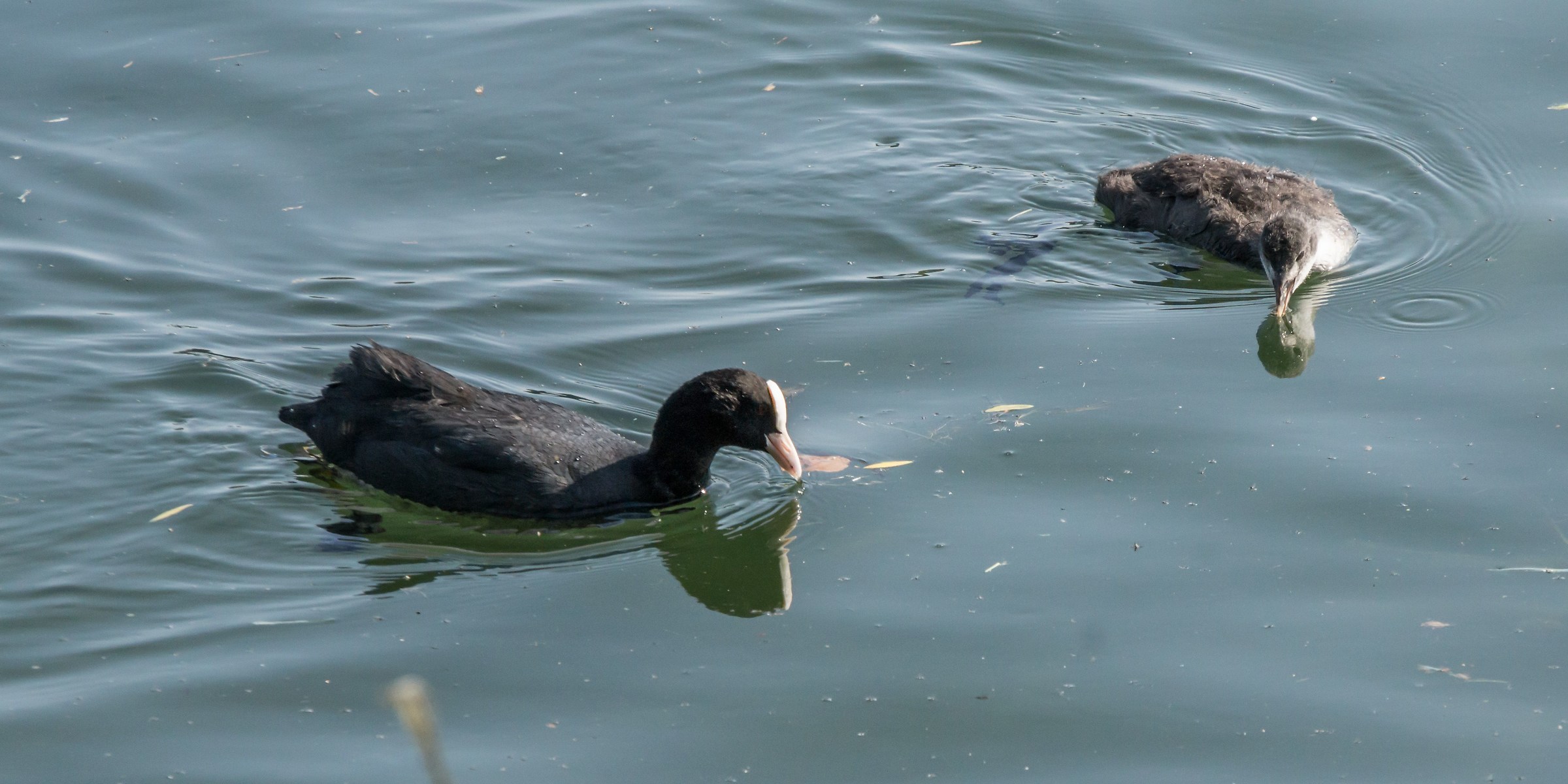 She talks to a chick
