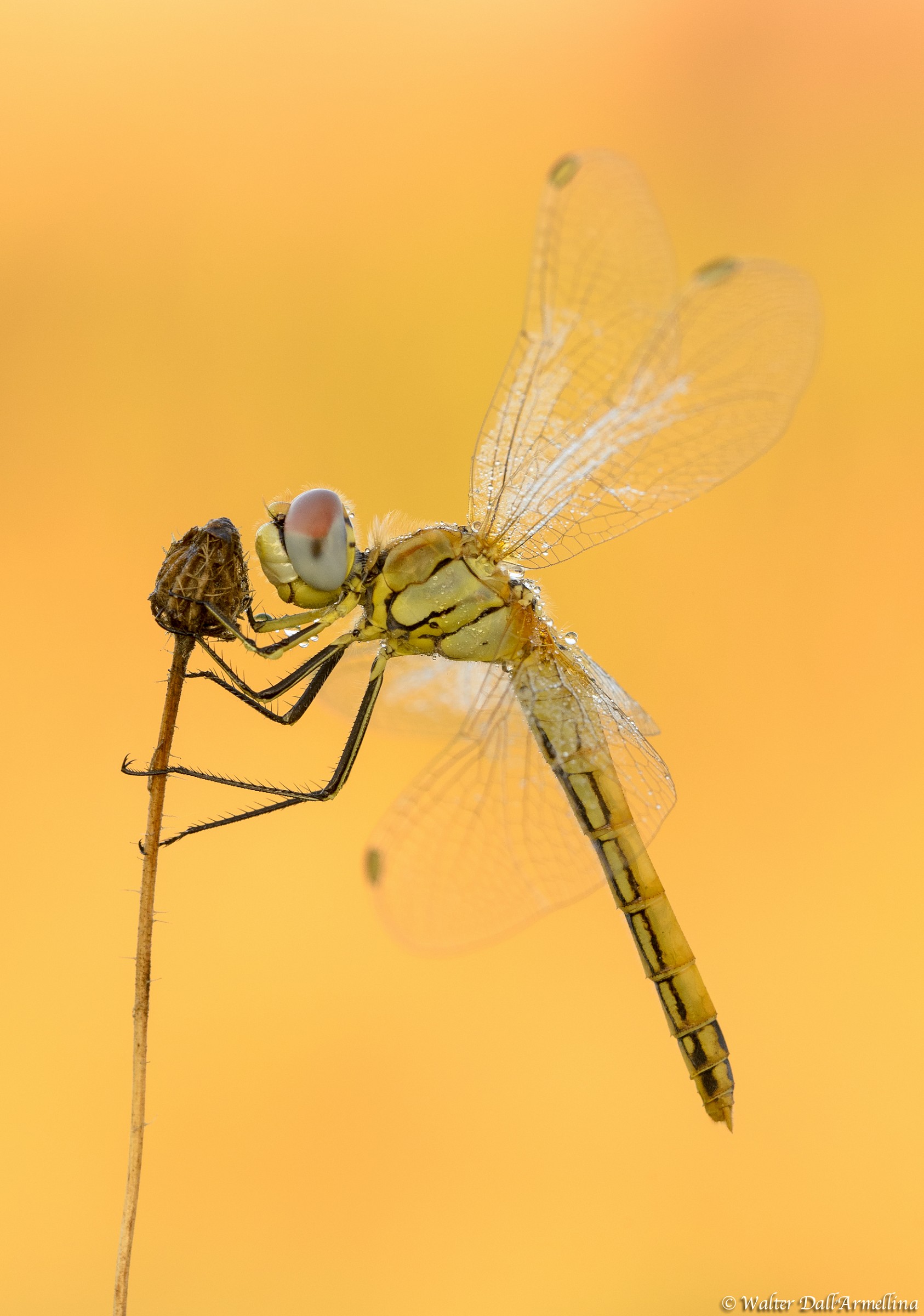Sympetrum fonscolombii