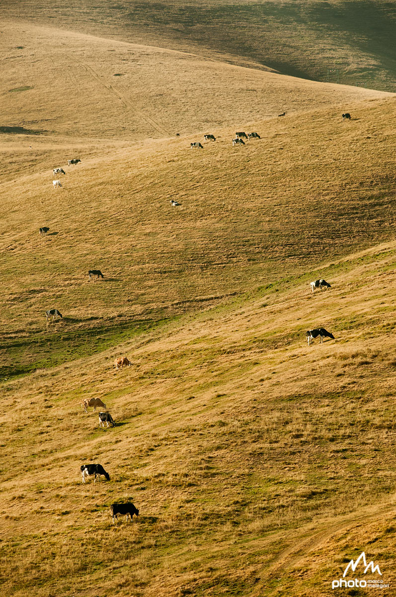 Pastures in Lessinia