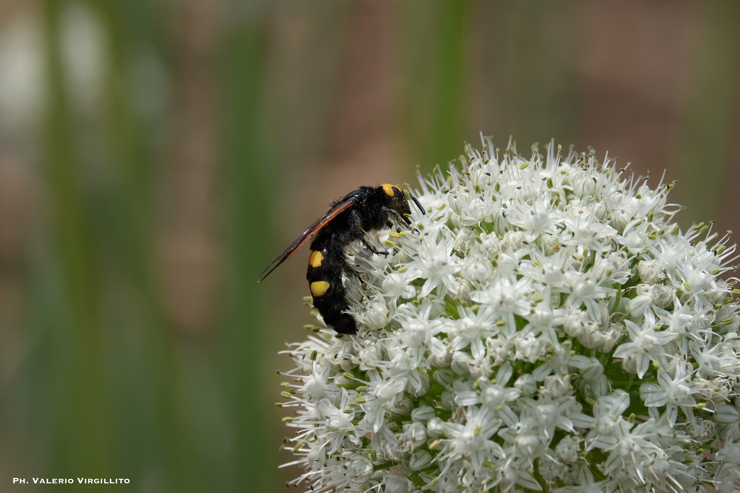 Calabrone su fiore di cipolla