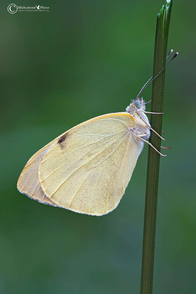 The greater Cabbage butterfly (Pieris brassicae (Linnaeus, 1...
