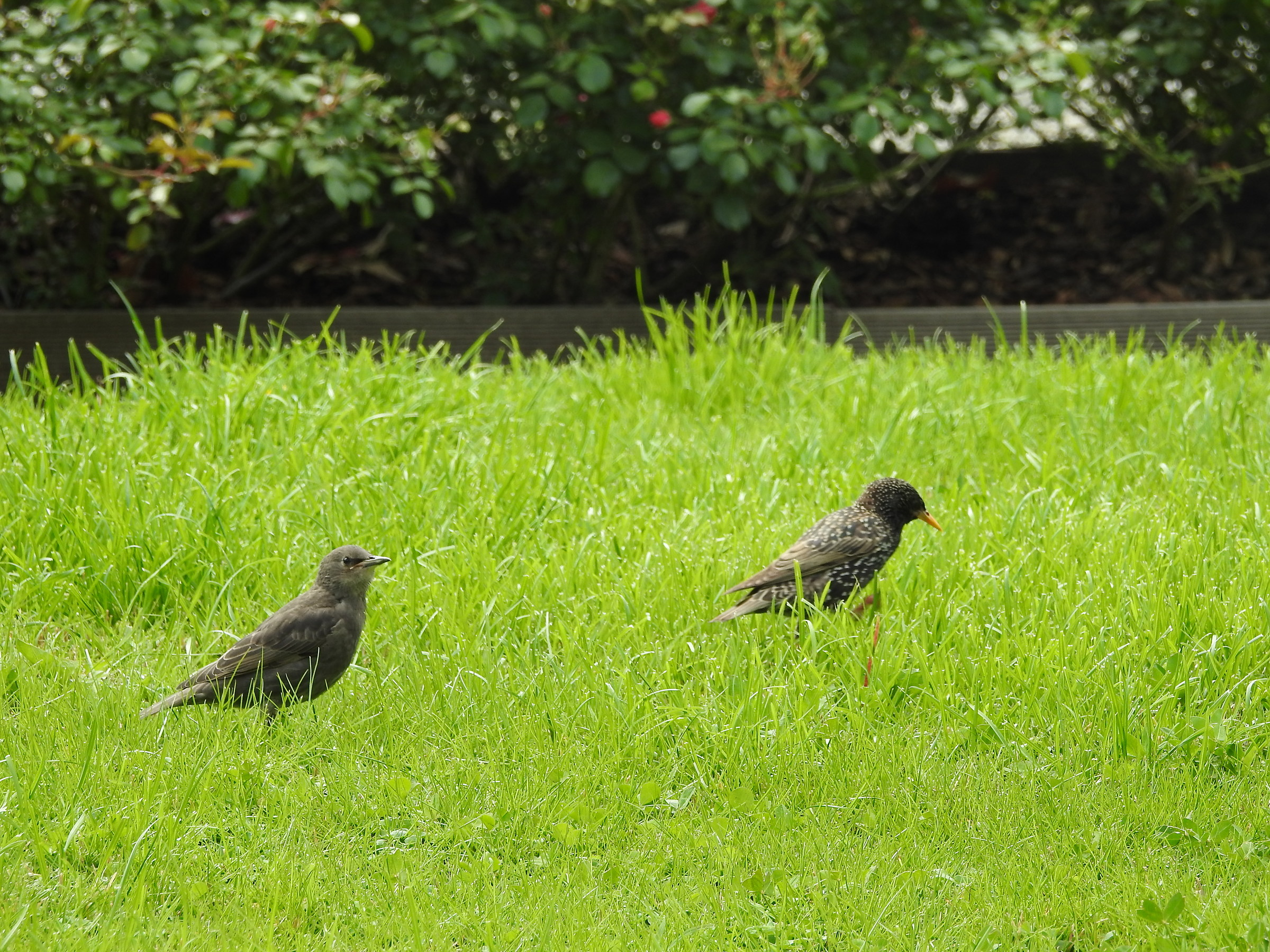 La merla e il merletto