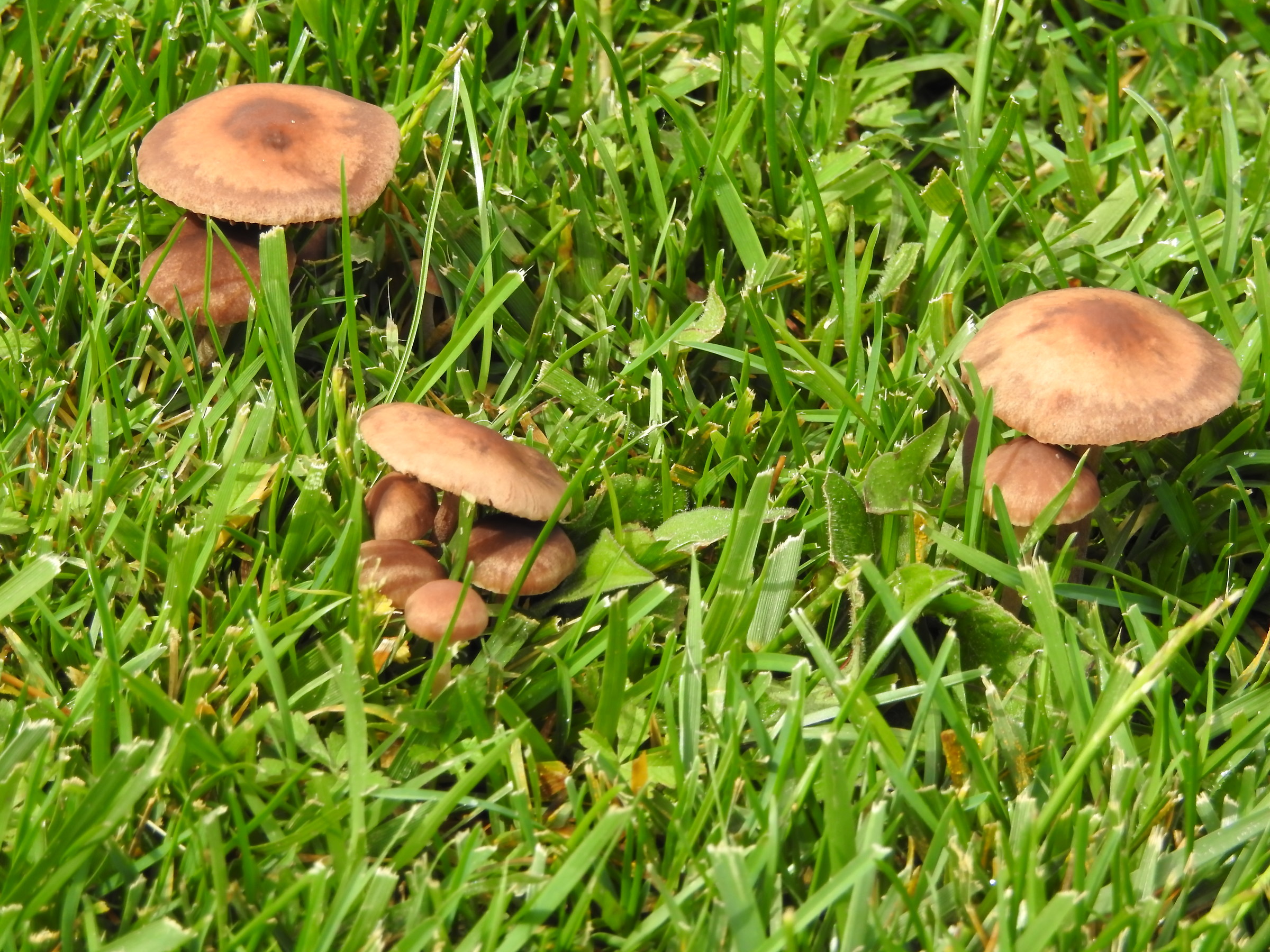 Funghi al Giardino Ducale