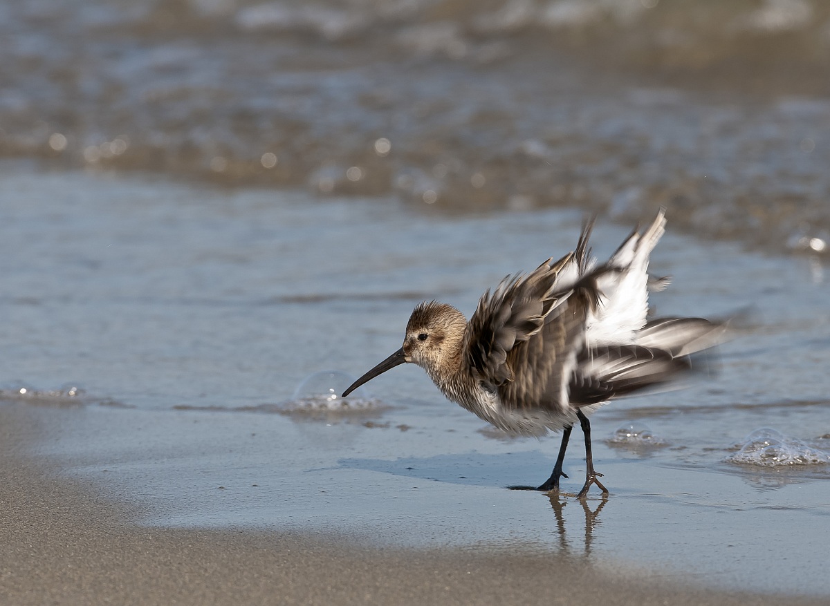 Dunlin