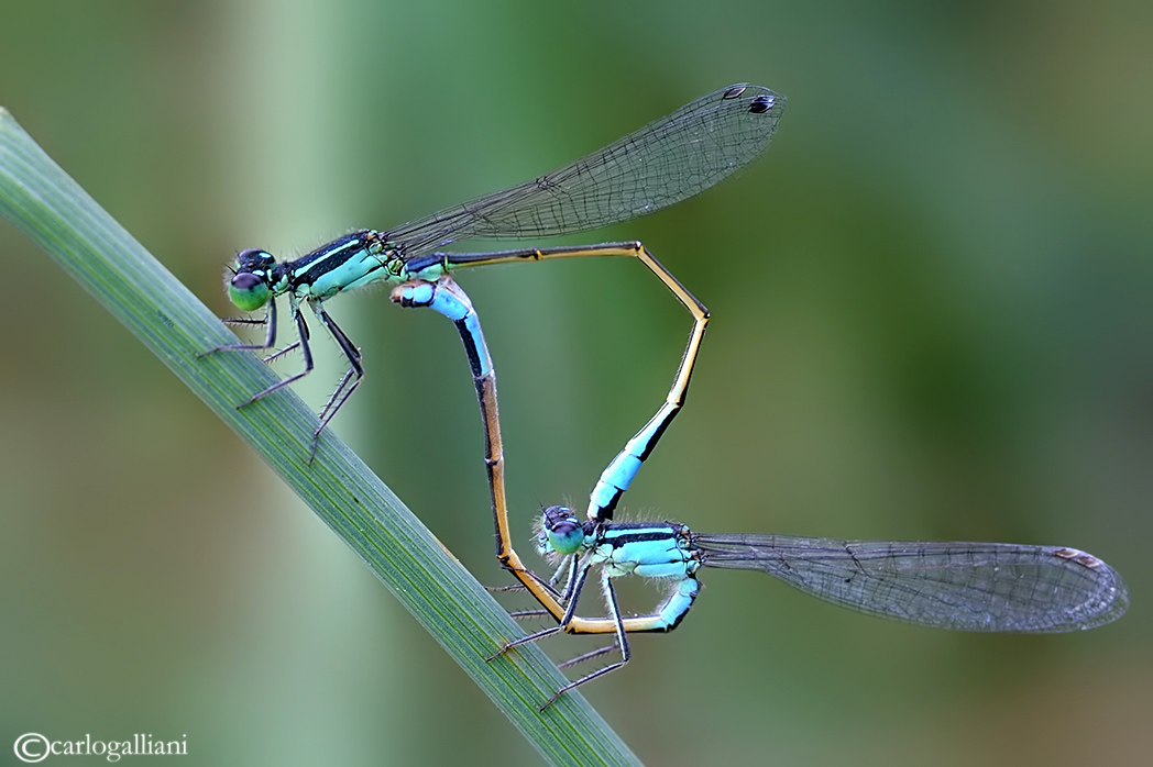 Enallagma cyathigerum mating