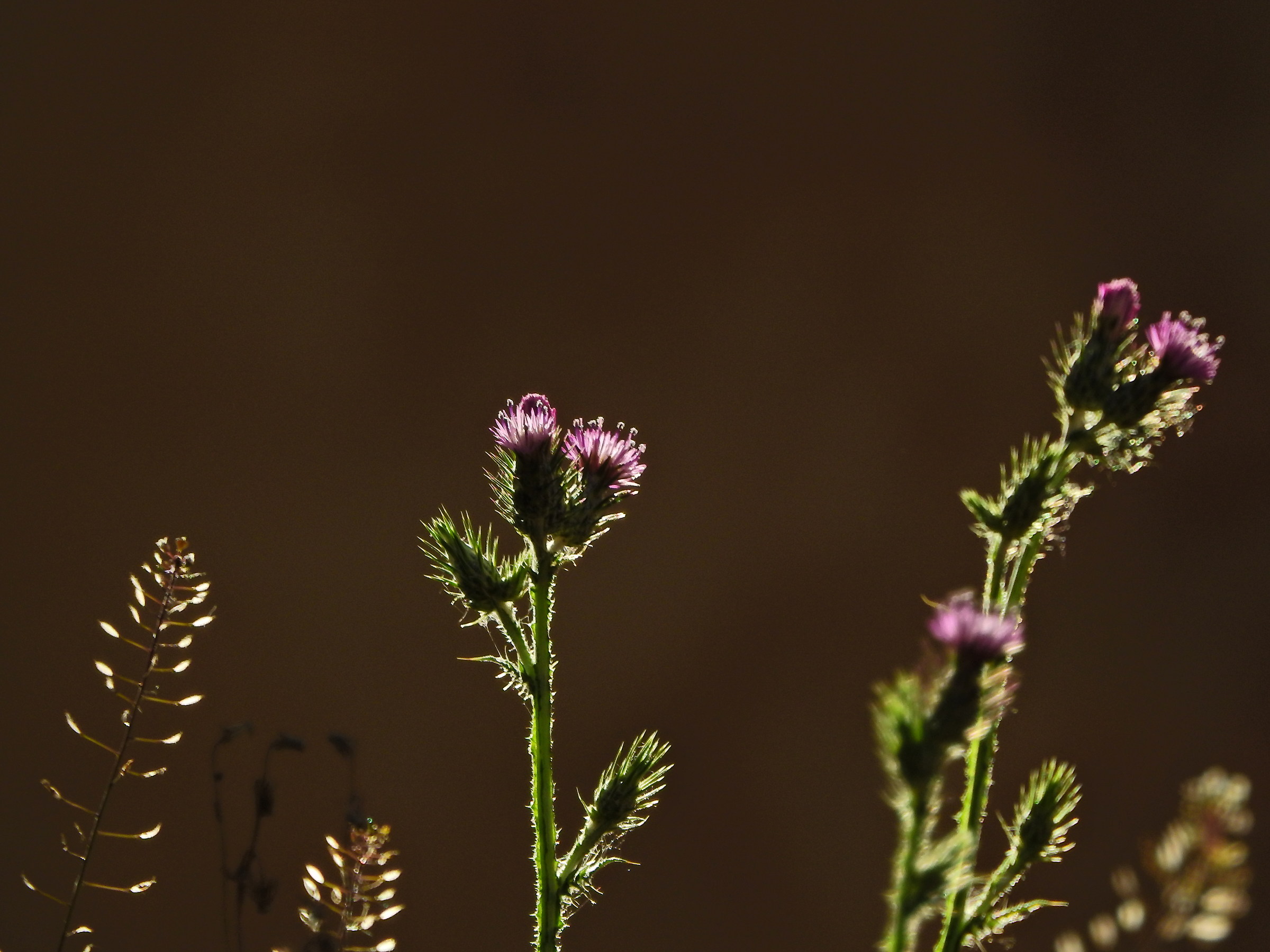 In controluce al meriggio