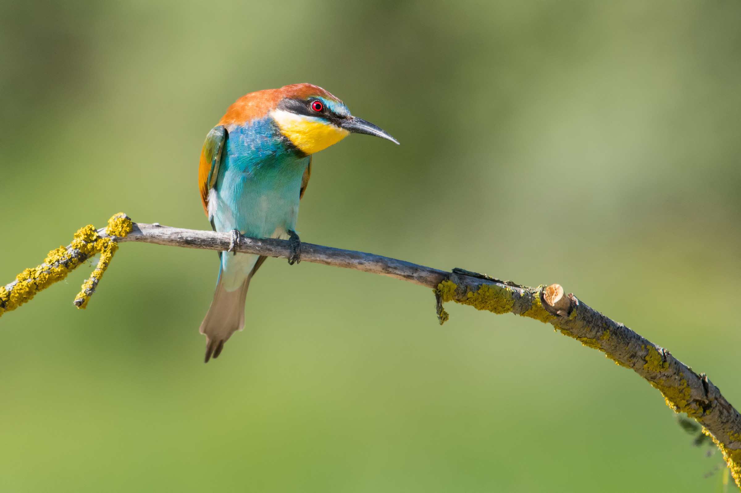 Notre Dame's Gruccione