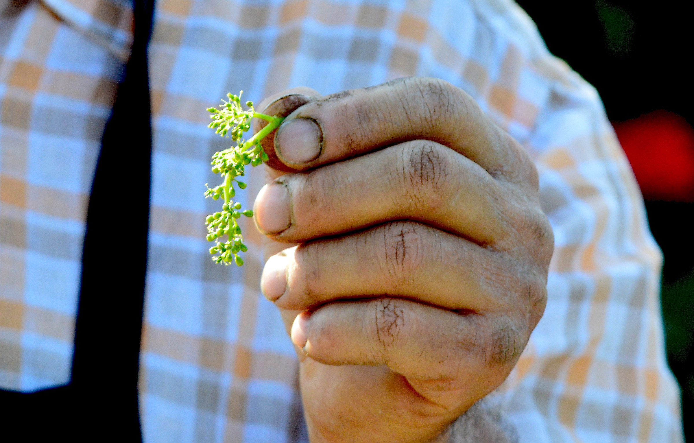 The vine flower and the hand that cares for it