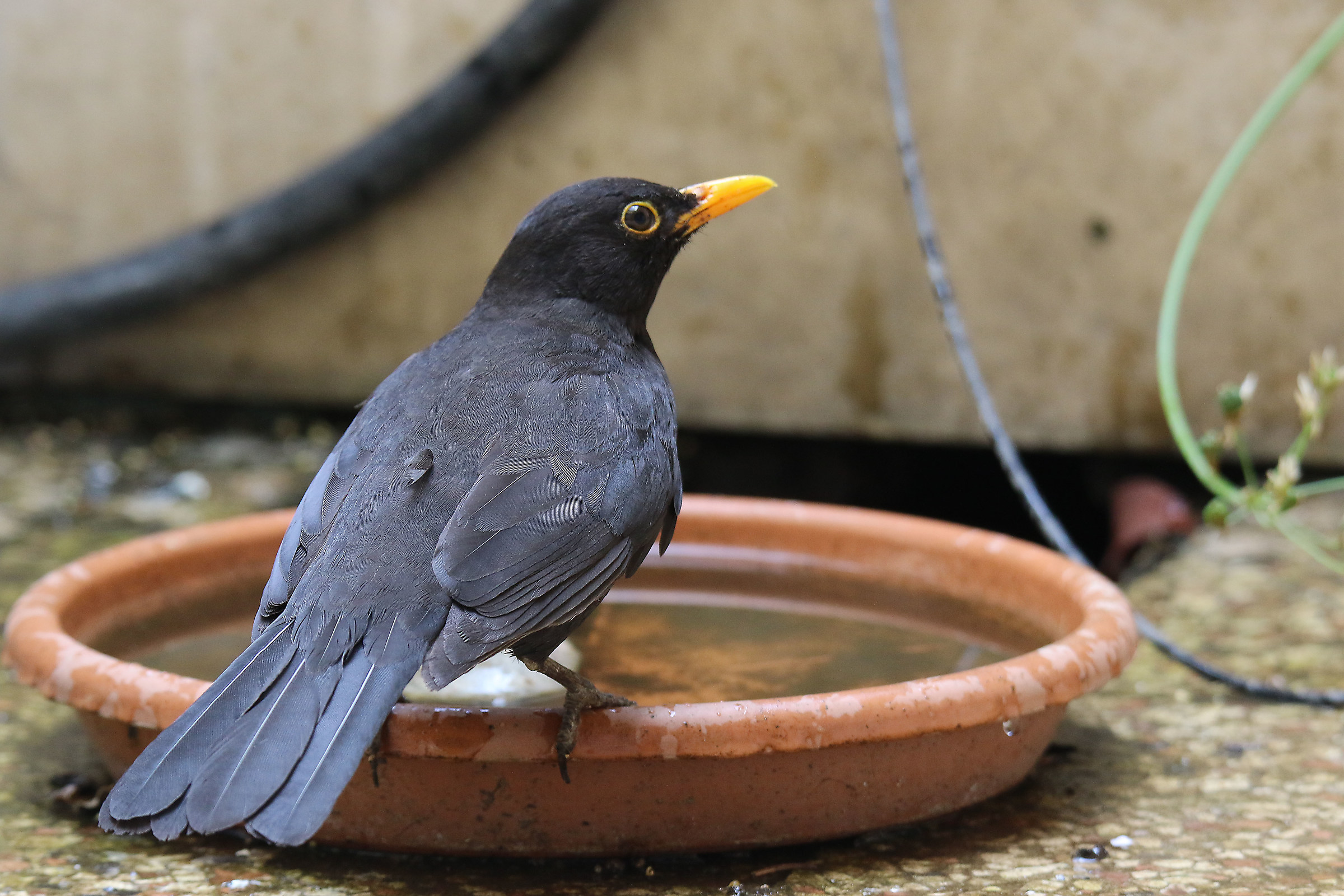 Merlo maschio (Turdus merula)