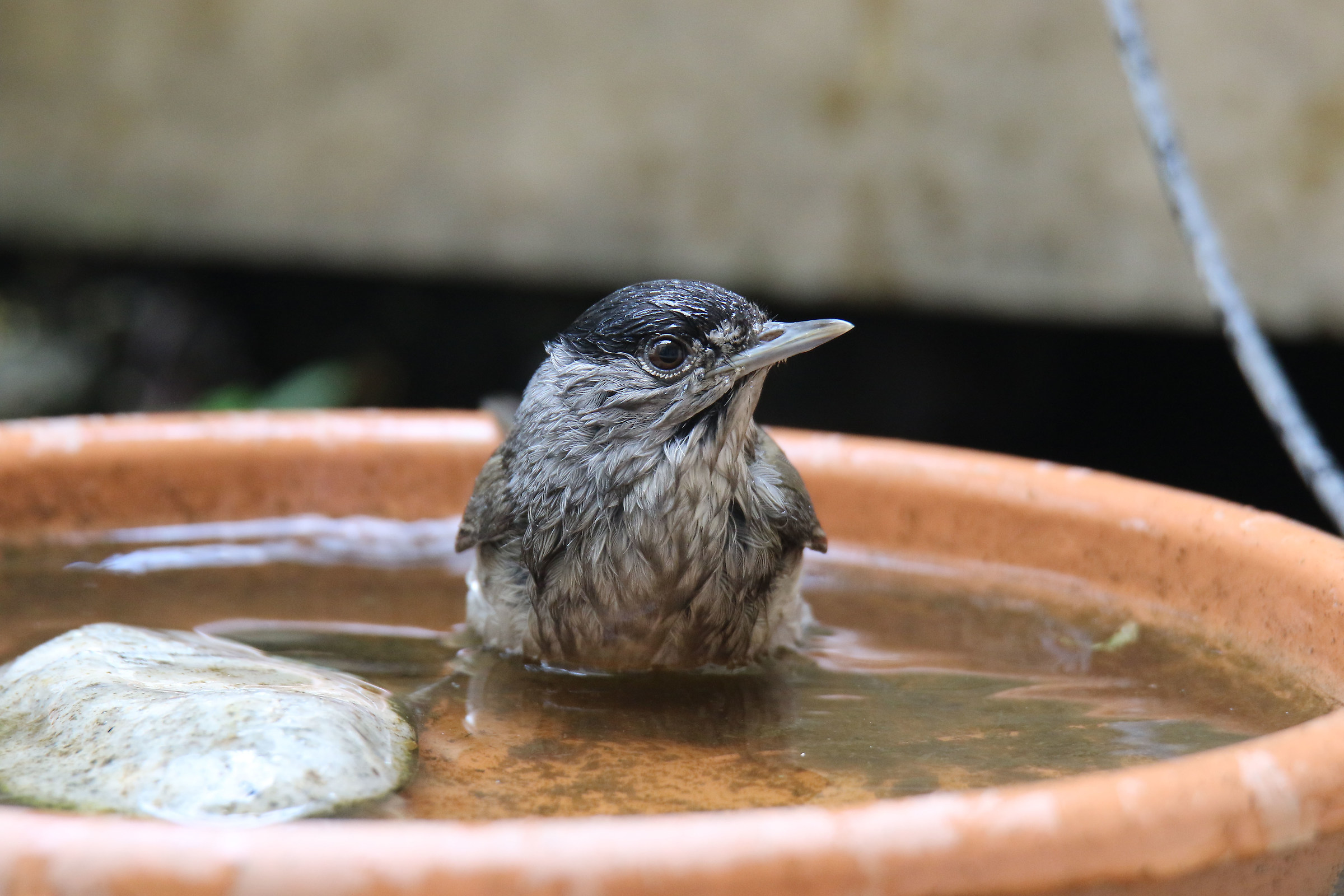 Capinera maschio (Sylvia atricapilla)