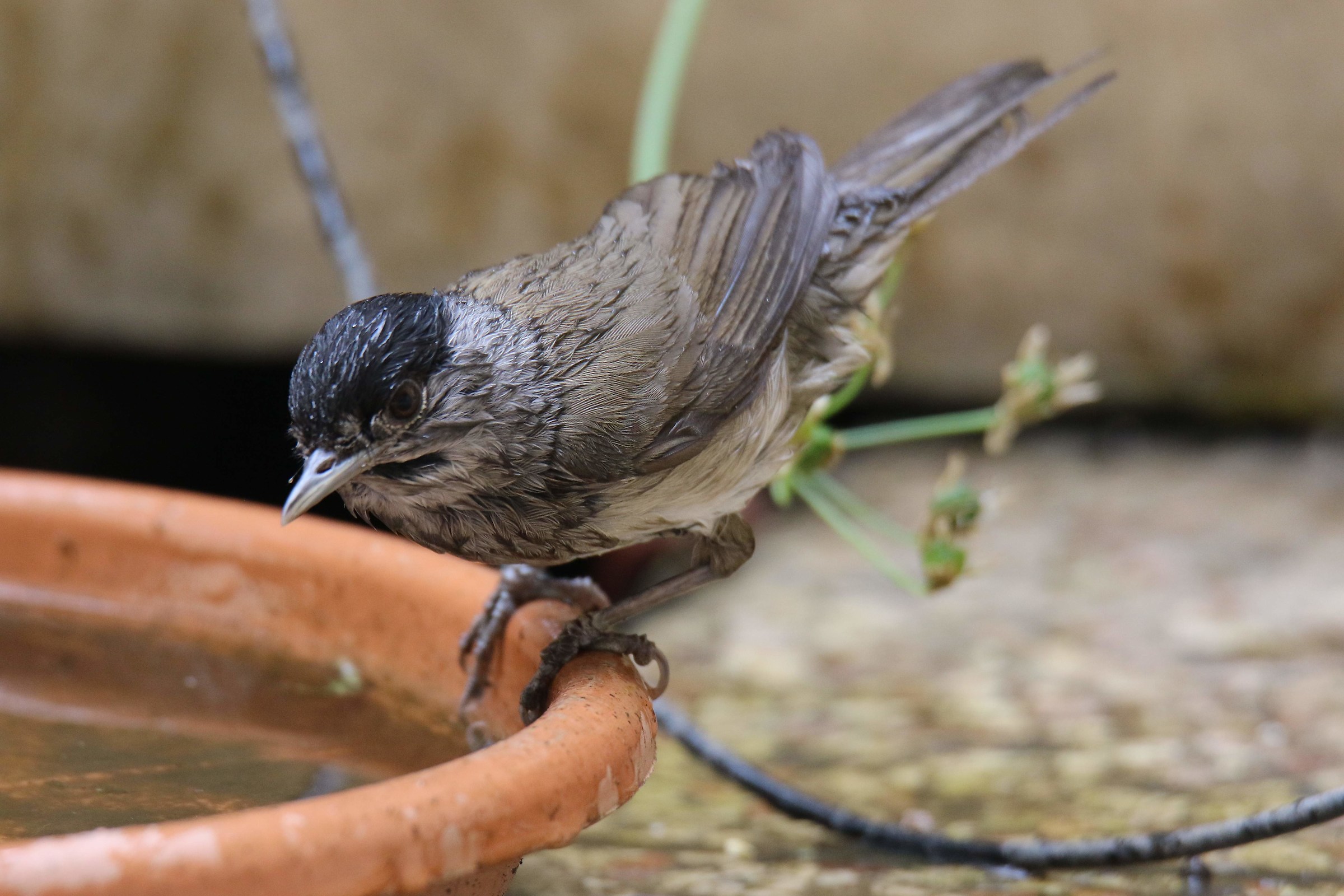 Capinera maschio (Sylvia atricapilla)