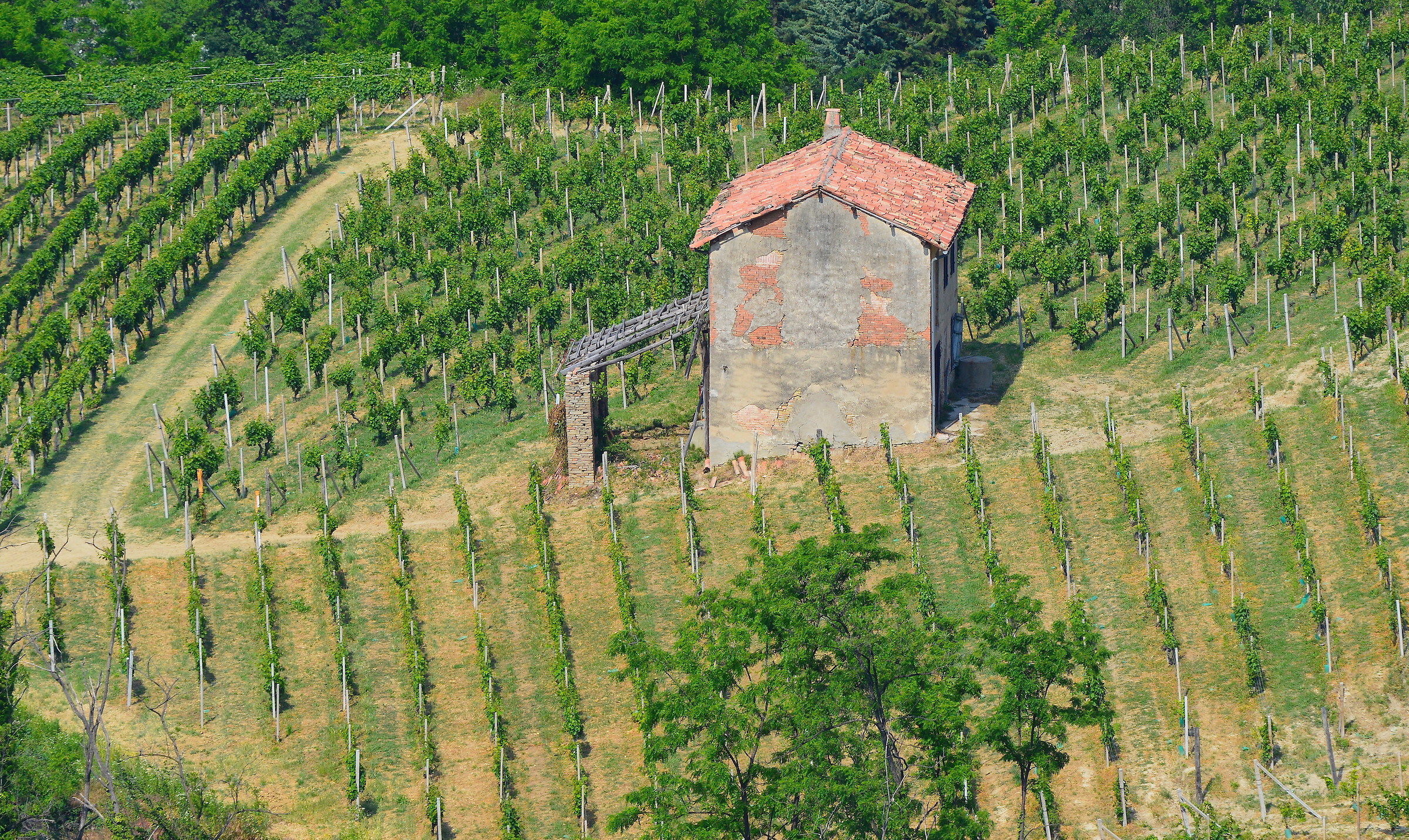 Casolare nel vigneto 2