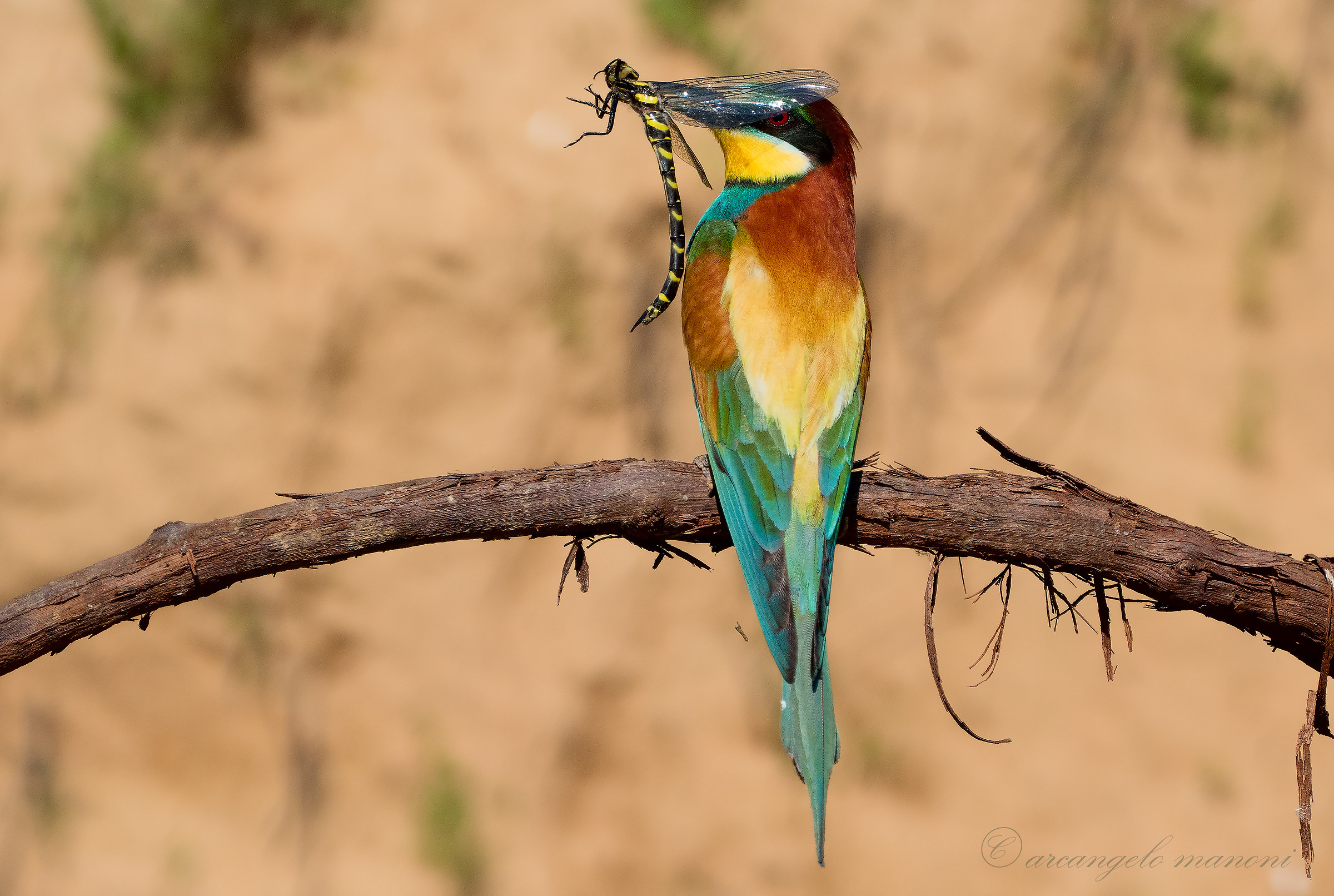 Dragonfly wings like polarized glasses