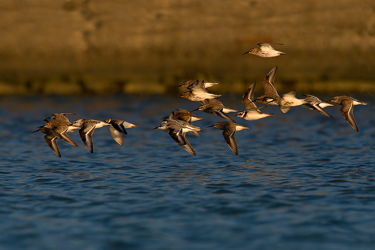 Sandpipers and Ringed Plover in flight