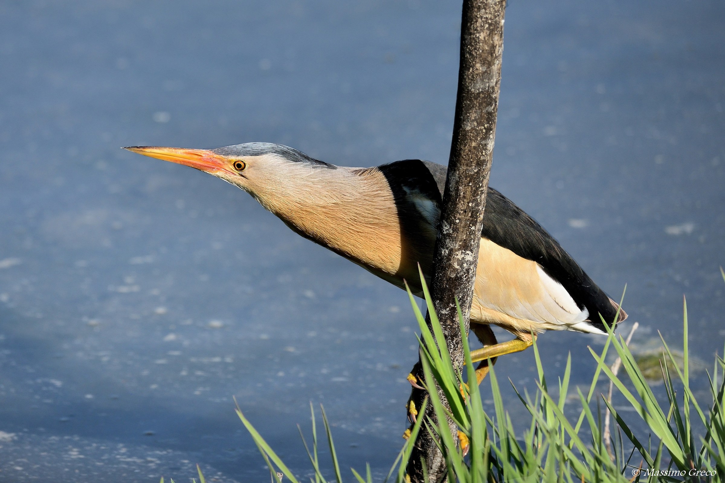 Tarabusino (Ixobrychus minutus)