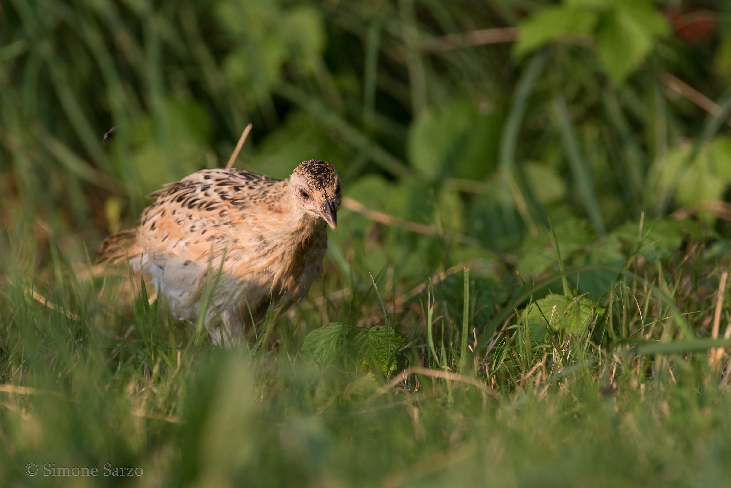 Small pheasant at dawn