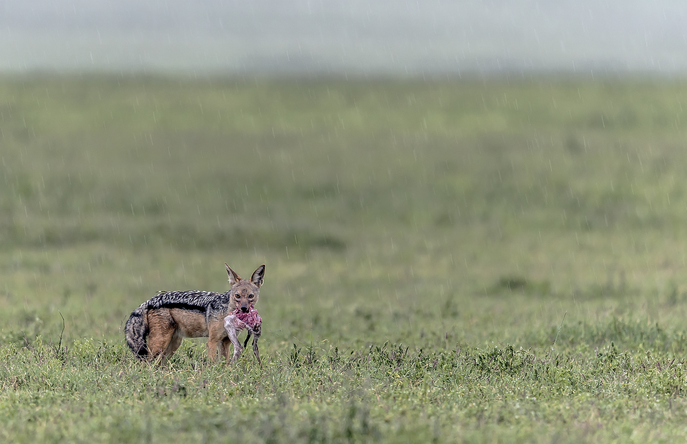 Tanzania 2017 - Ngorongoro crater