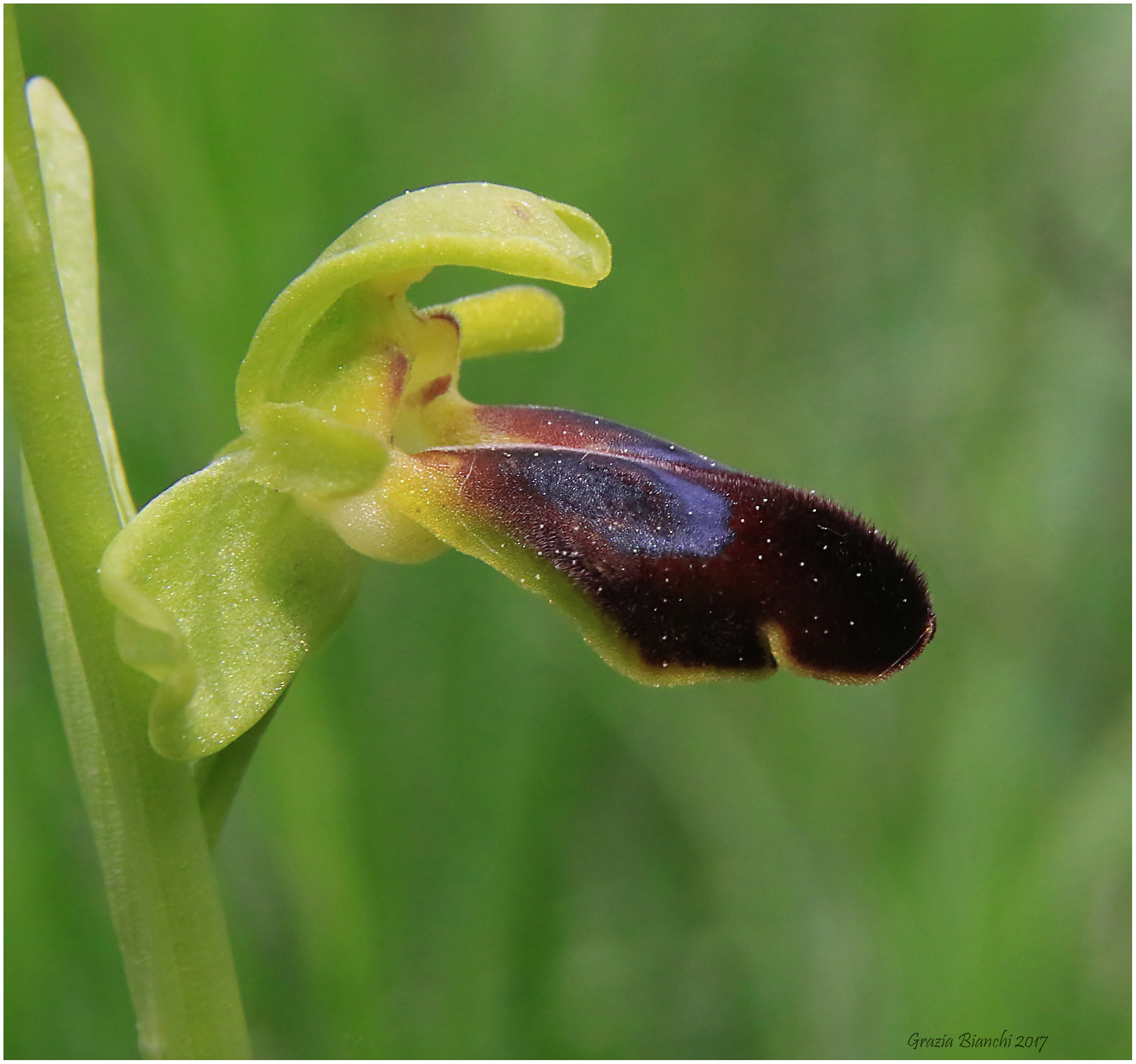 Orchidea selvatica