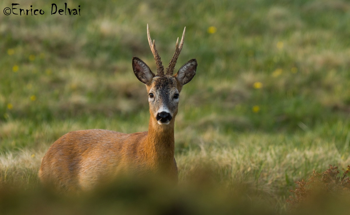 Appare un maschio di capriolo....