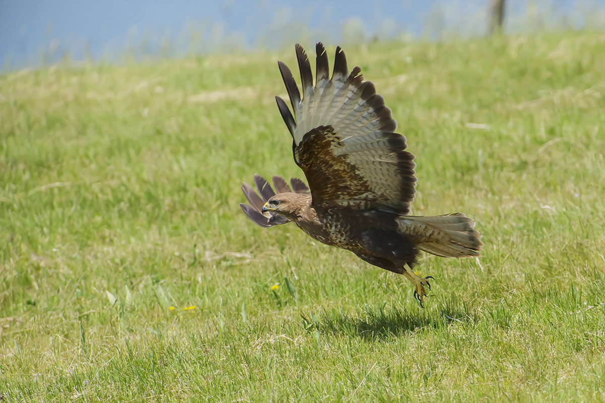 poiana radente al terreno