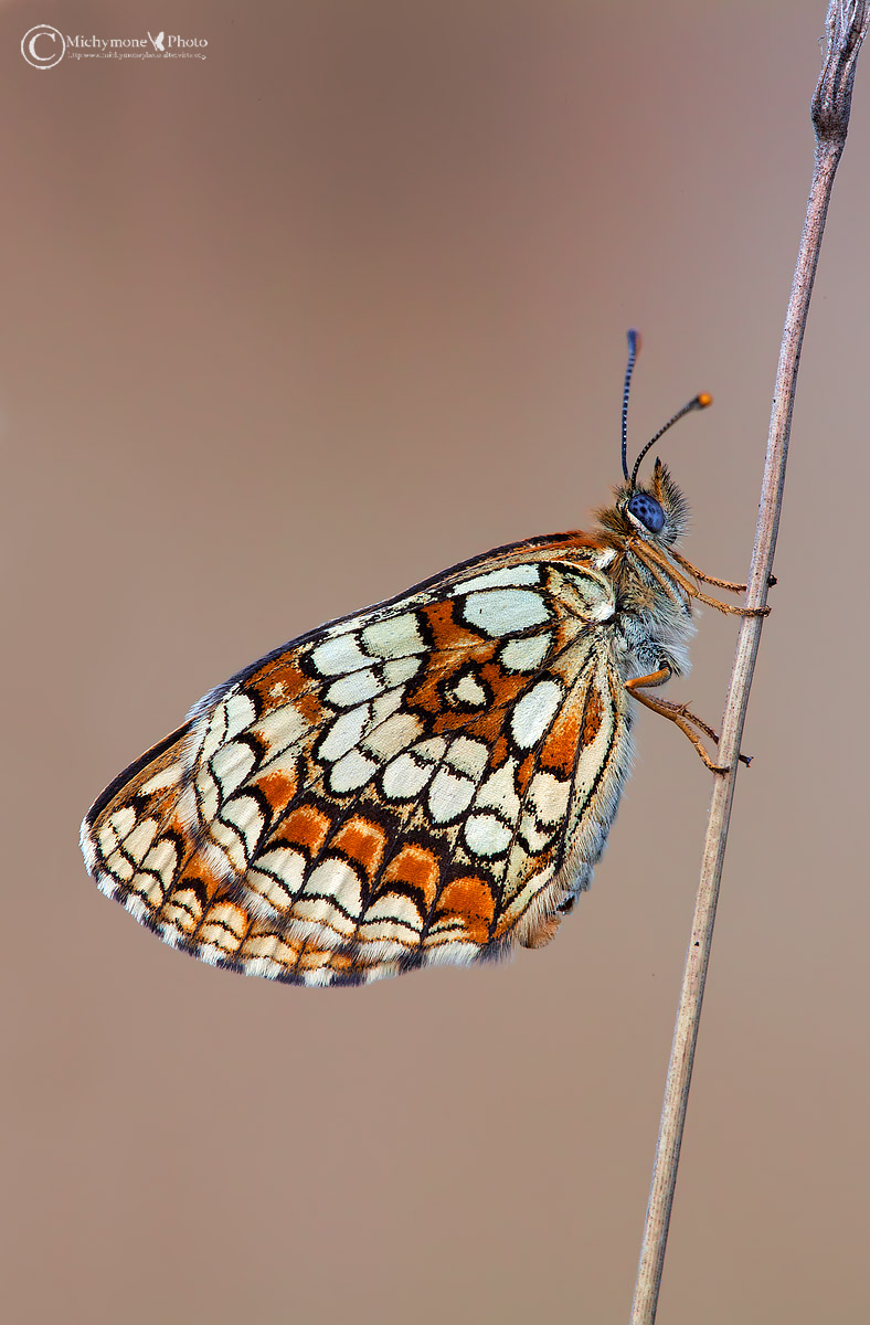 Melitaea Athalia (Rottemburg, 1775)
