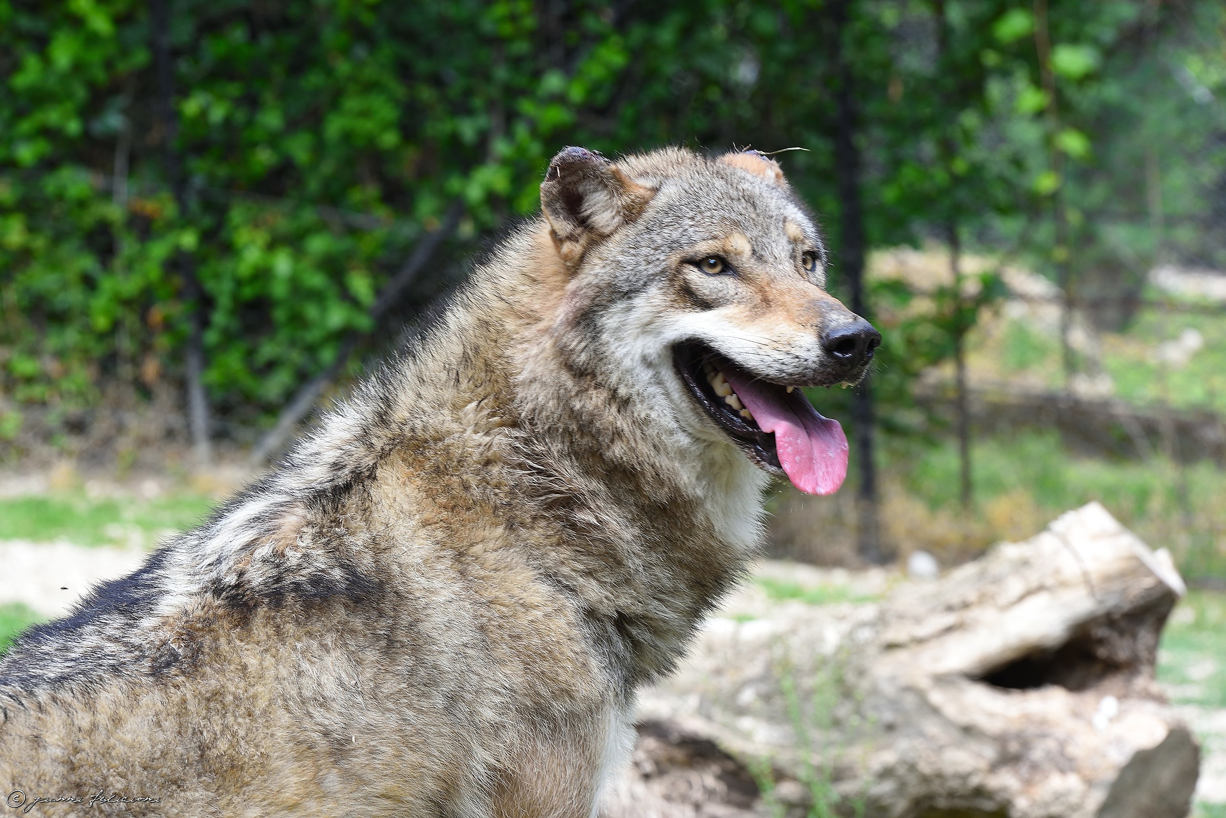 Prima o poi passerà....Cappuccettoooo