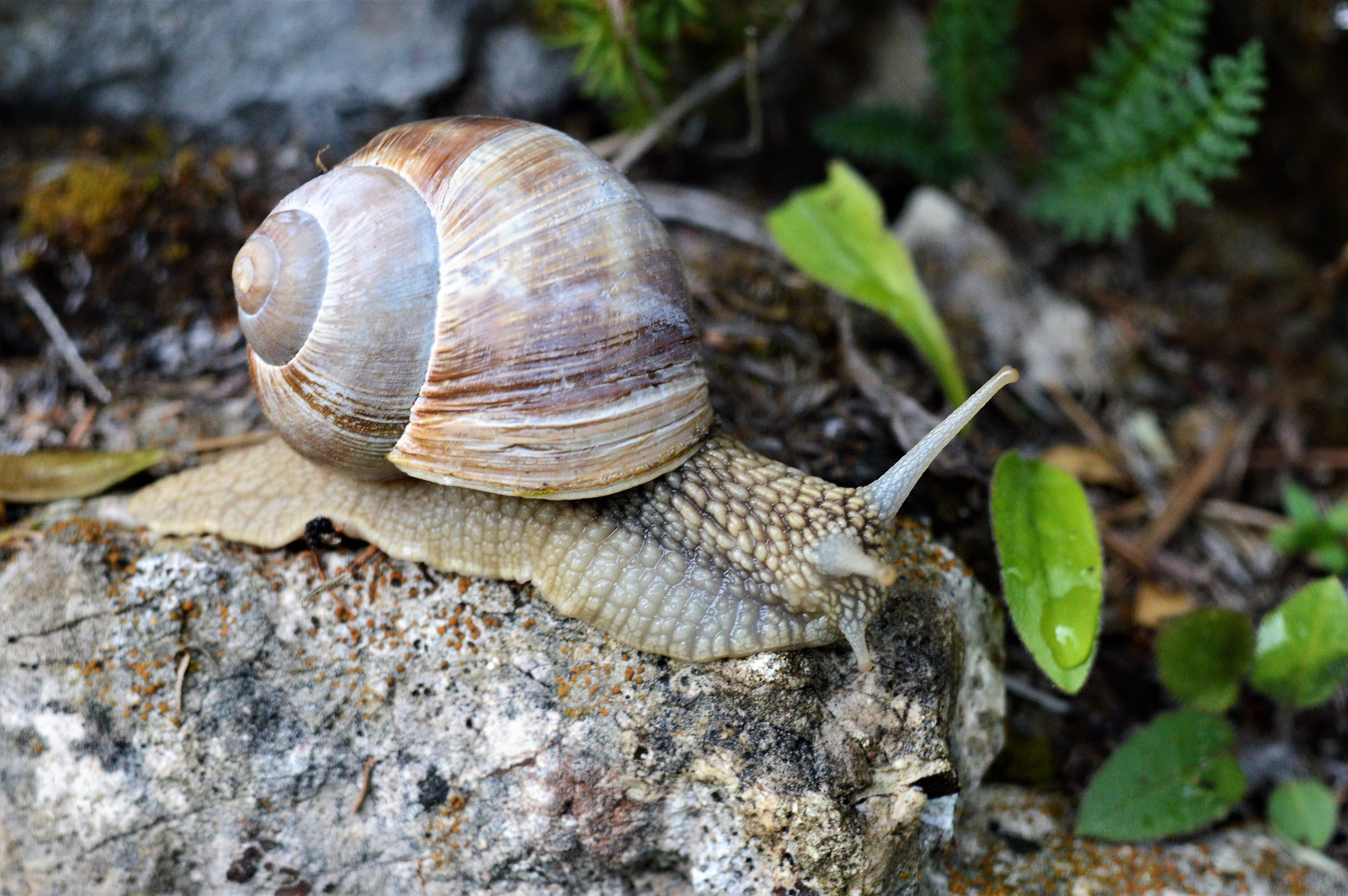 Mountain snail