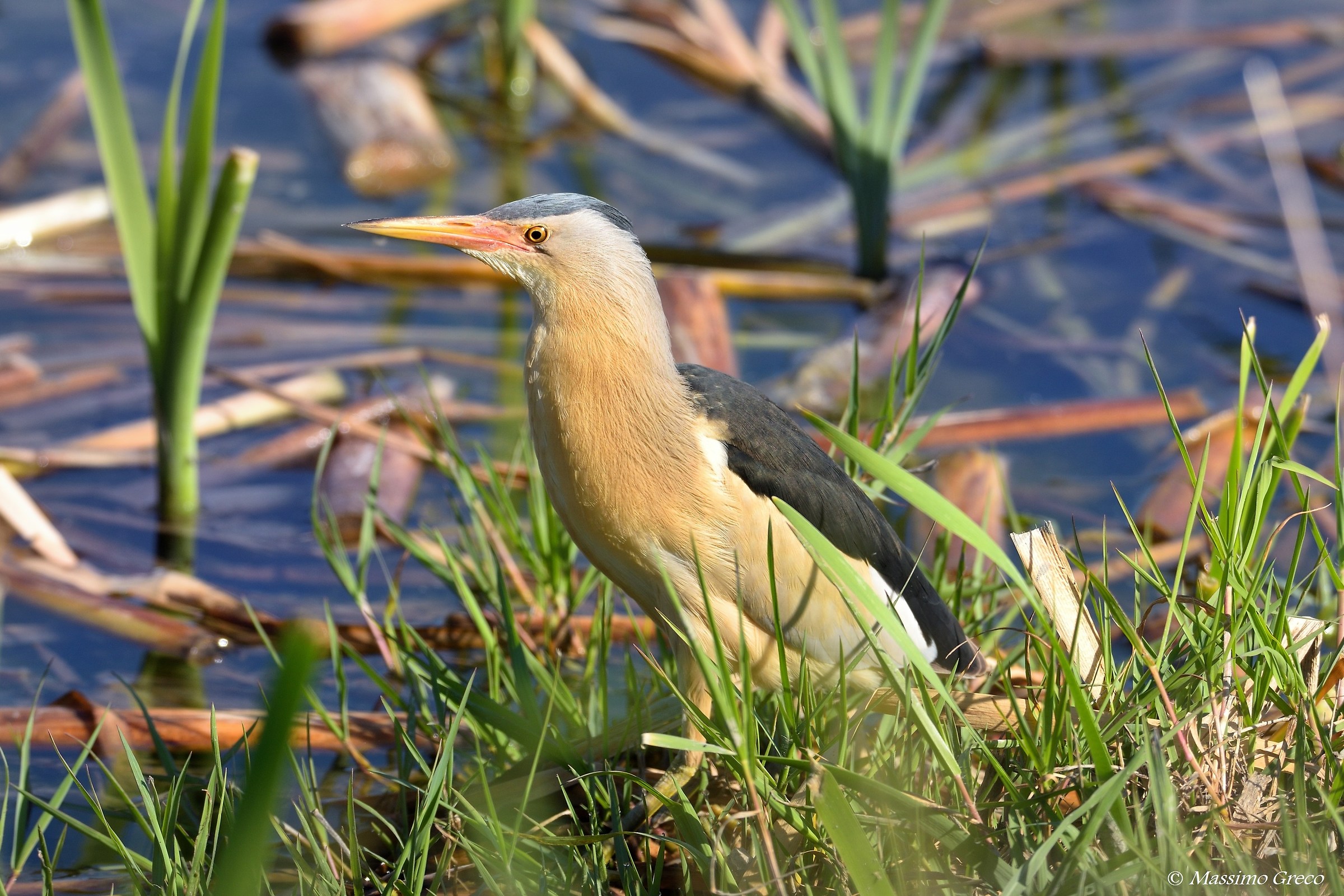 Tarabusino (Ixobrychus minutus)