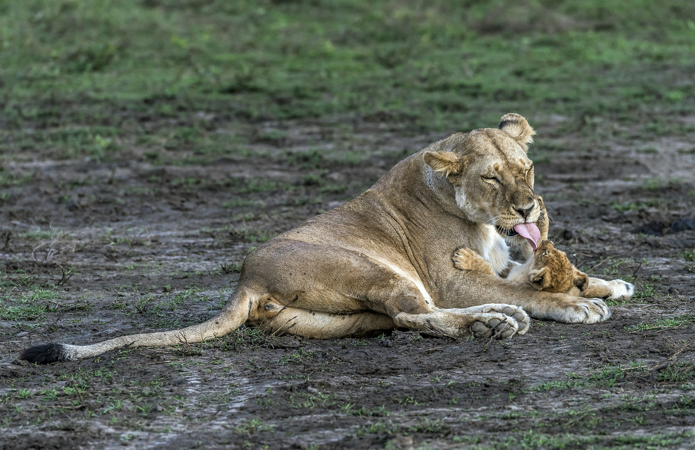 Tanzania 2017 - Coccole
