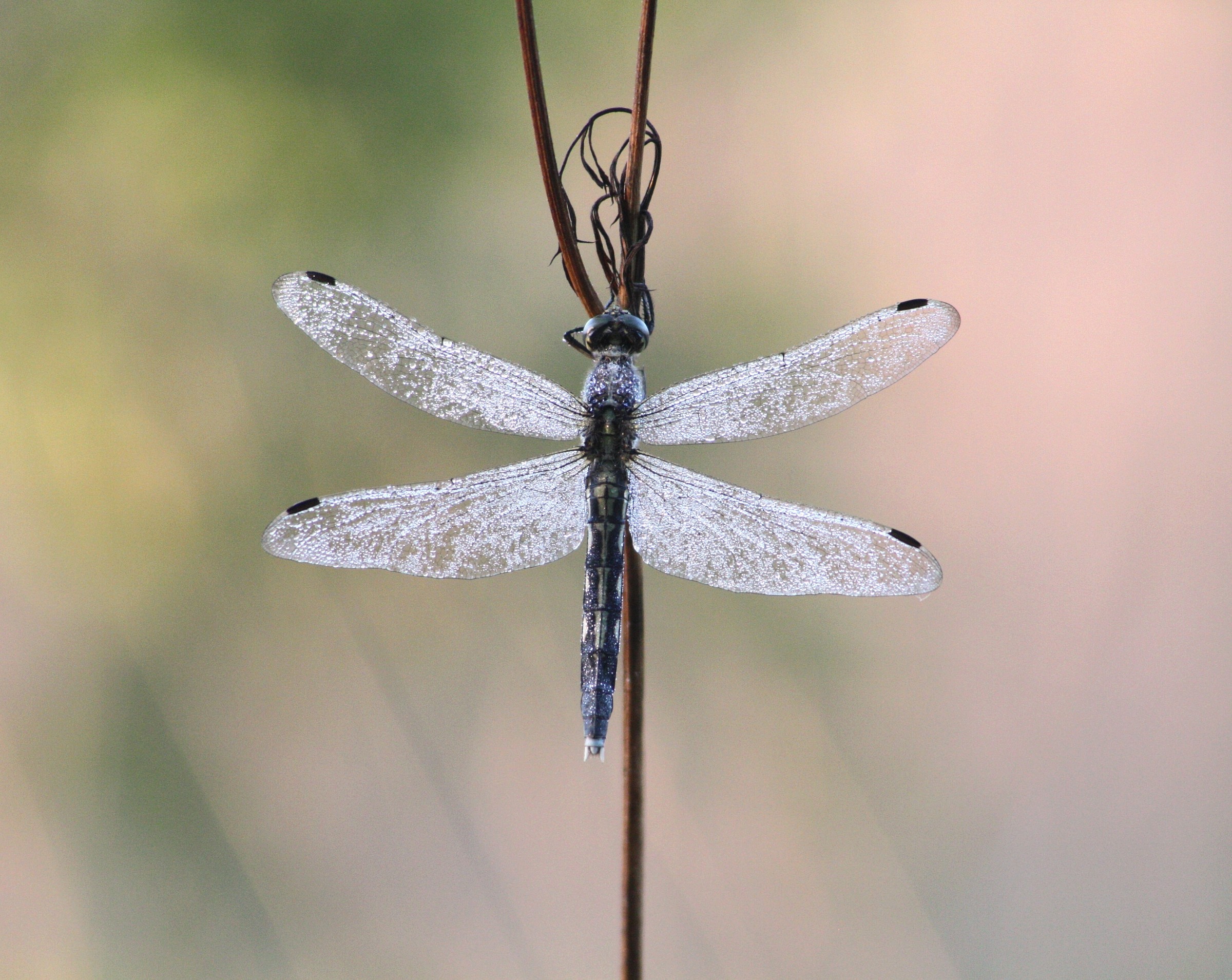 Orthetrum Albistylum (female)