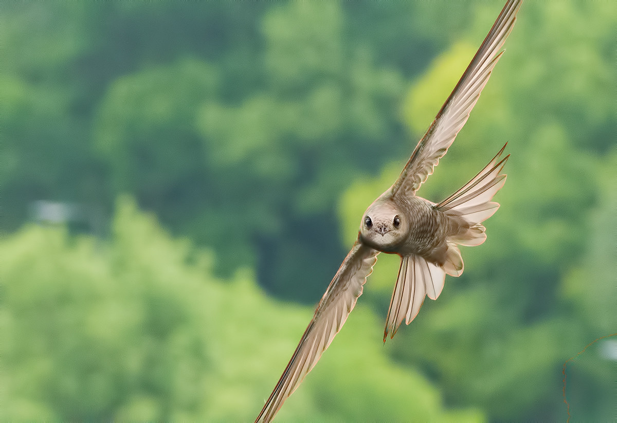 Hardest BIF in the world.