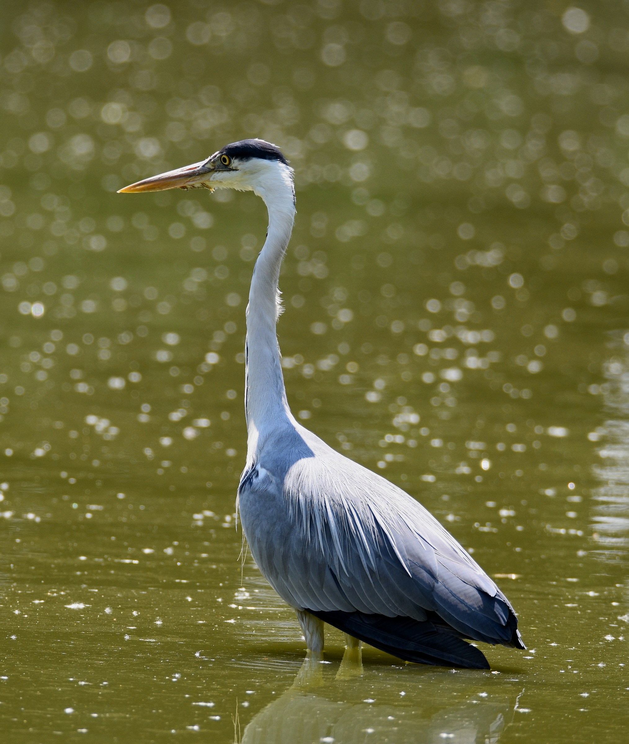 Grass heron