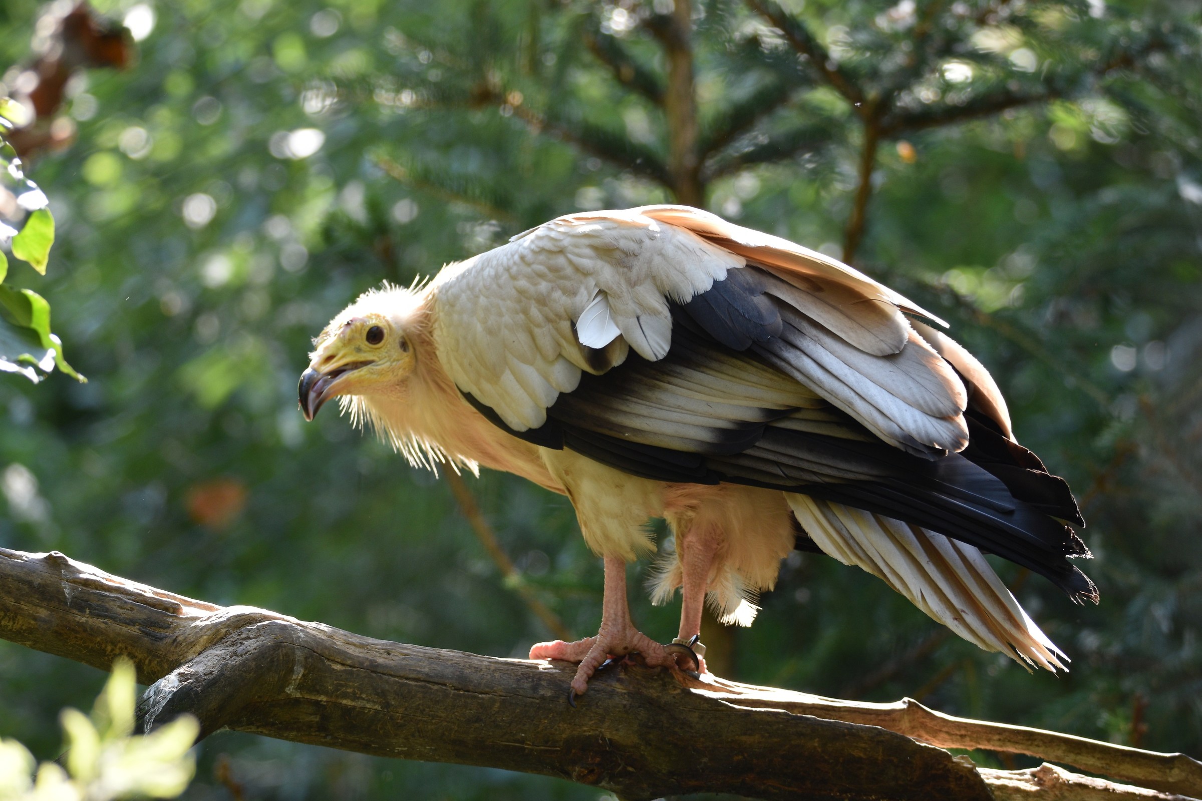 Egyptian vulture