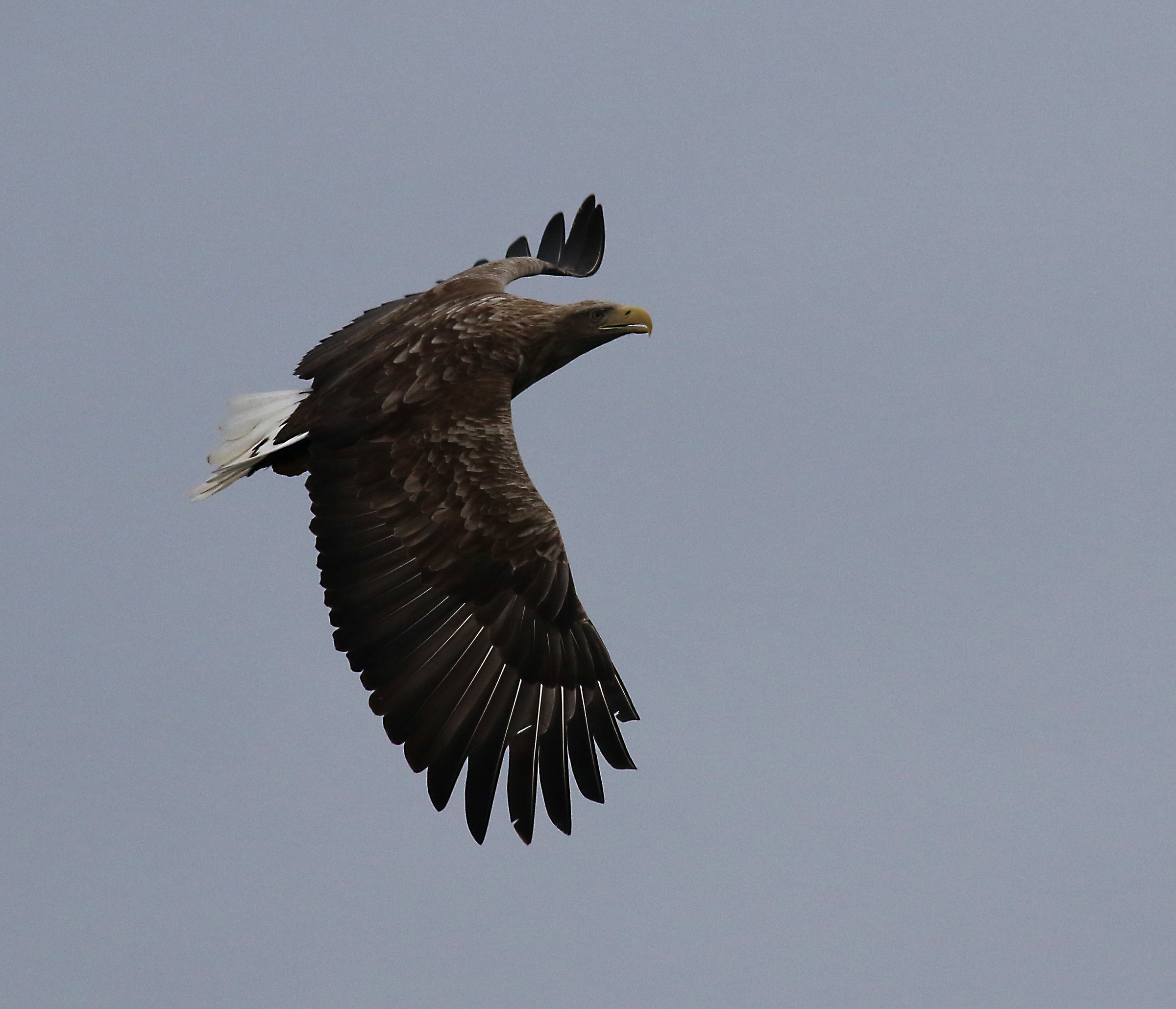Sea Eagle at Lofoten.