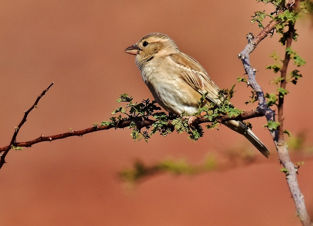The Sparrow of the Dead Sea