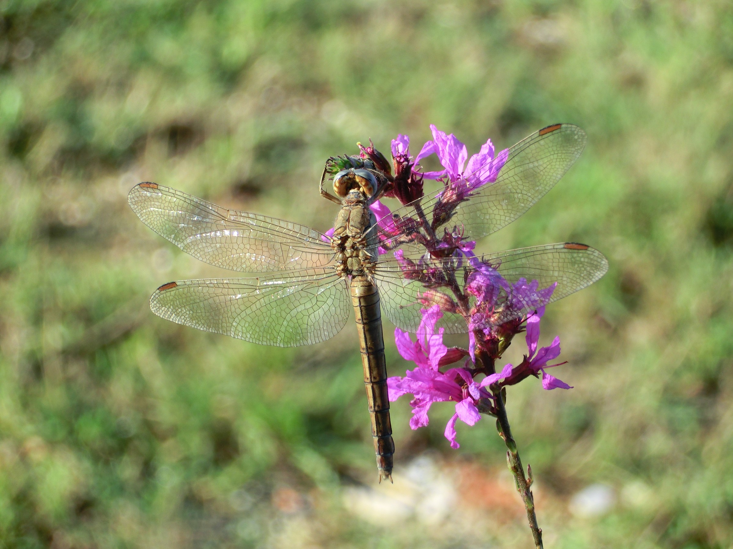 Orthetrum Brunneum (femmina)